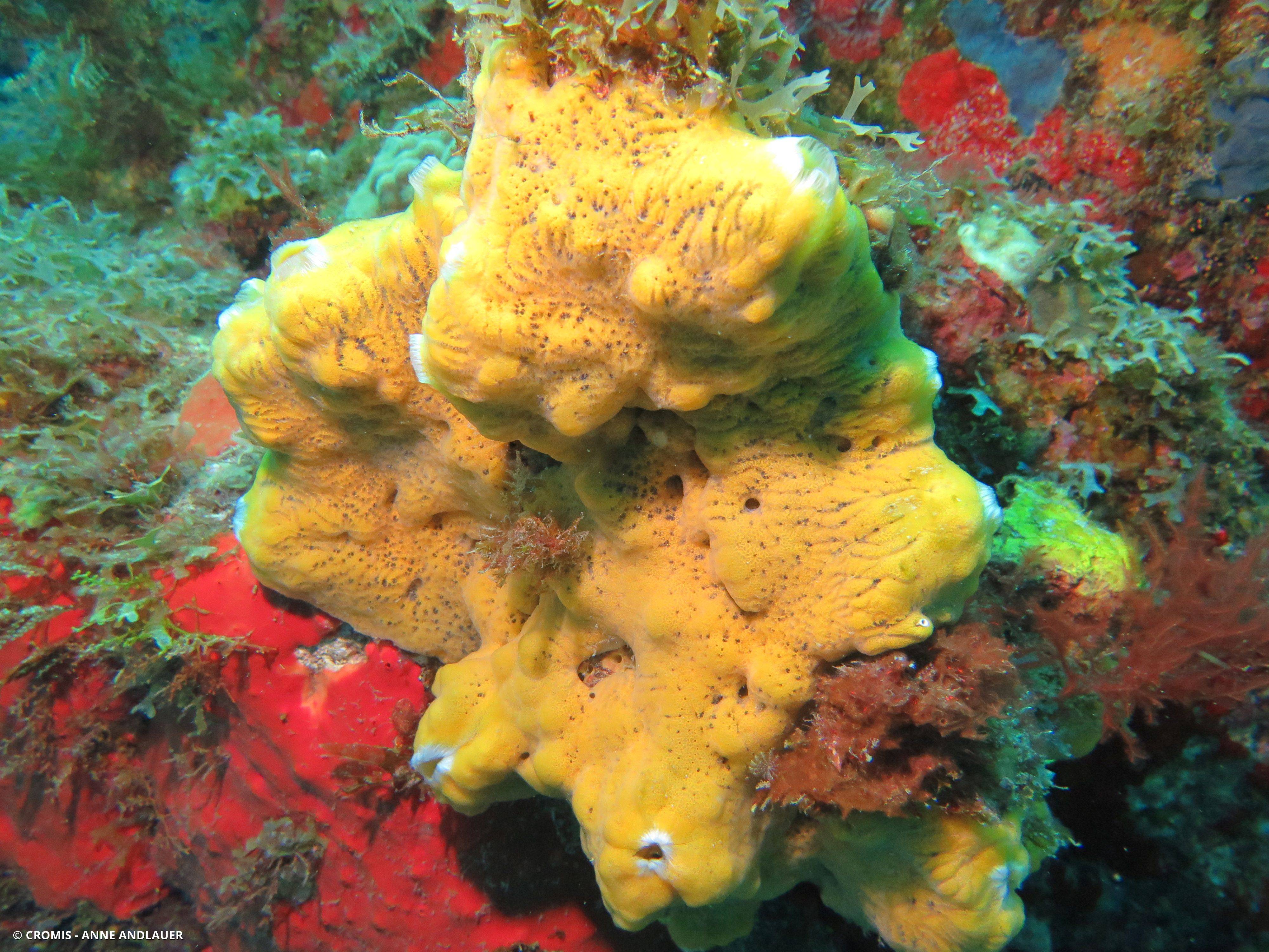 Eponge orange givrée