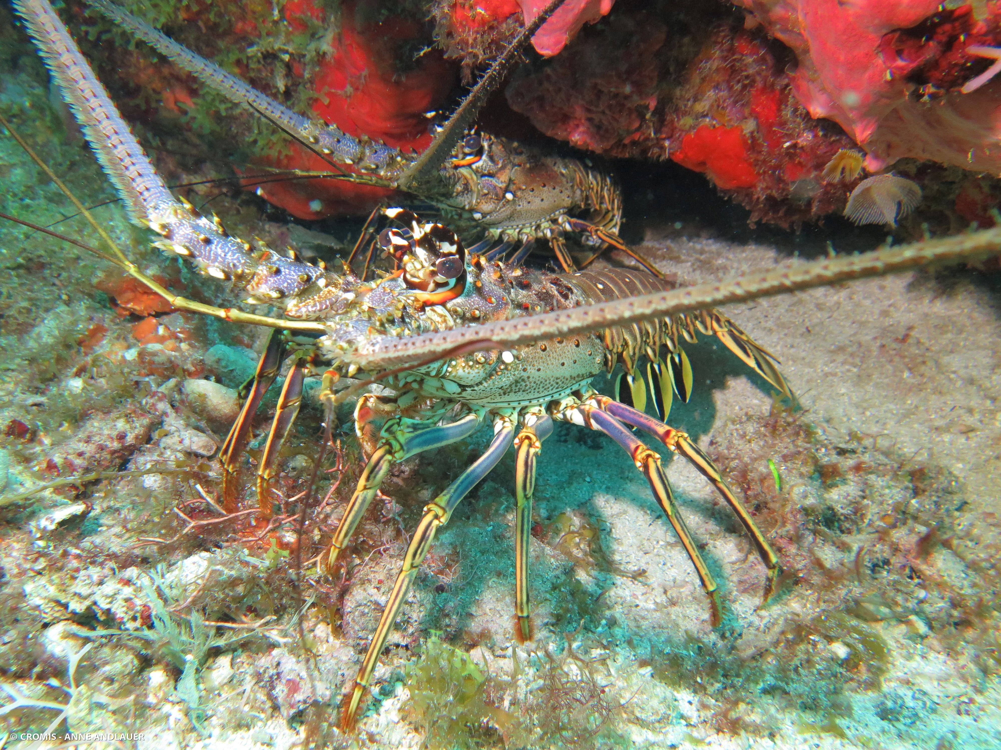 Langouste des Caraïbes