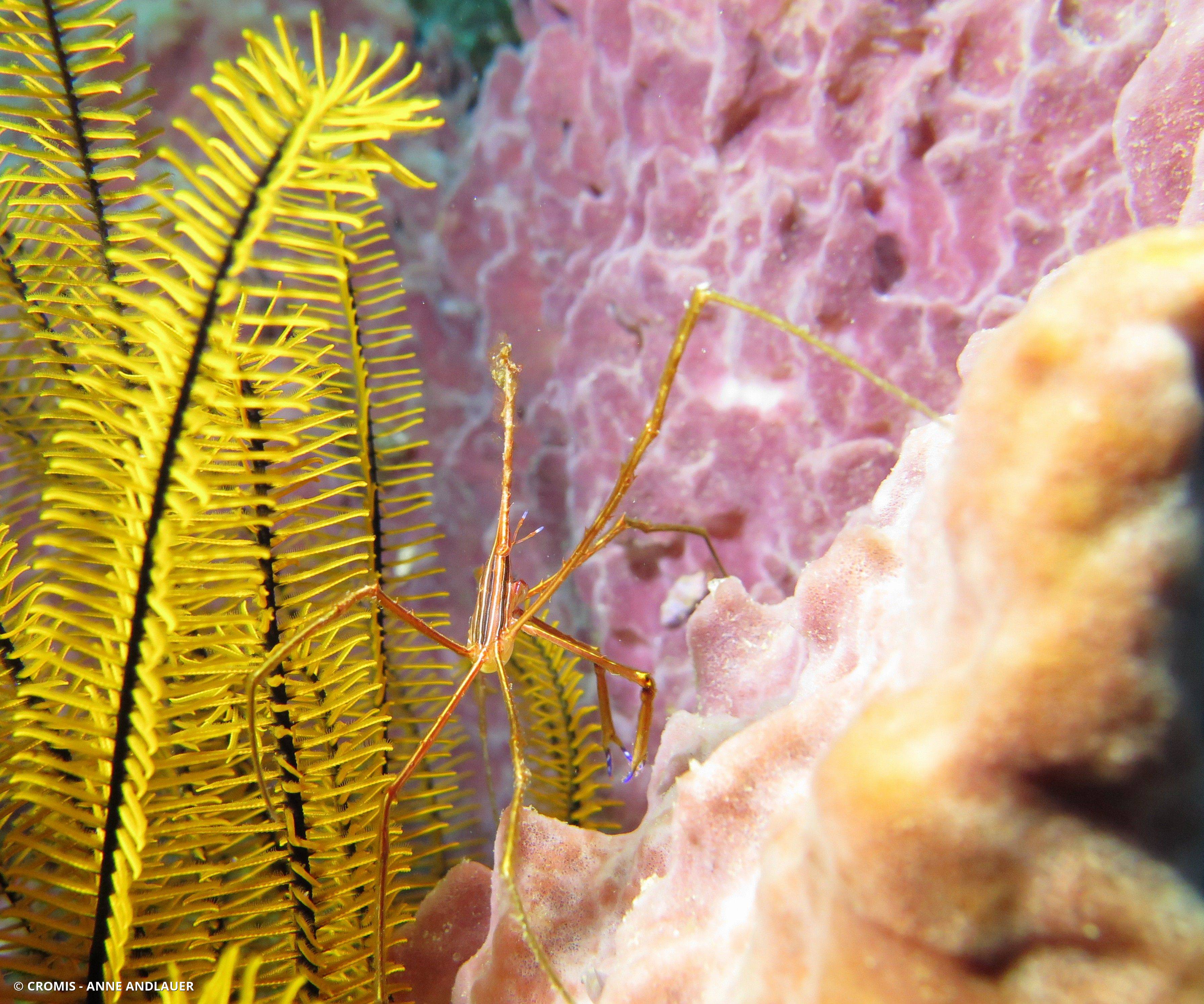 Photo 1 sur 38 : Araignée nez pointu
