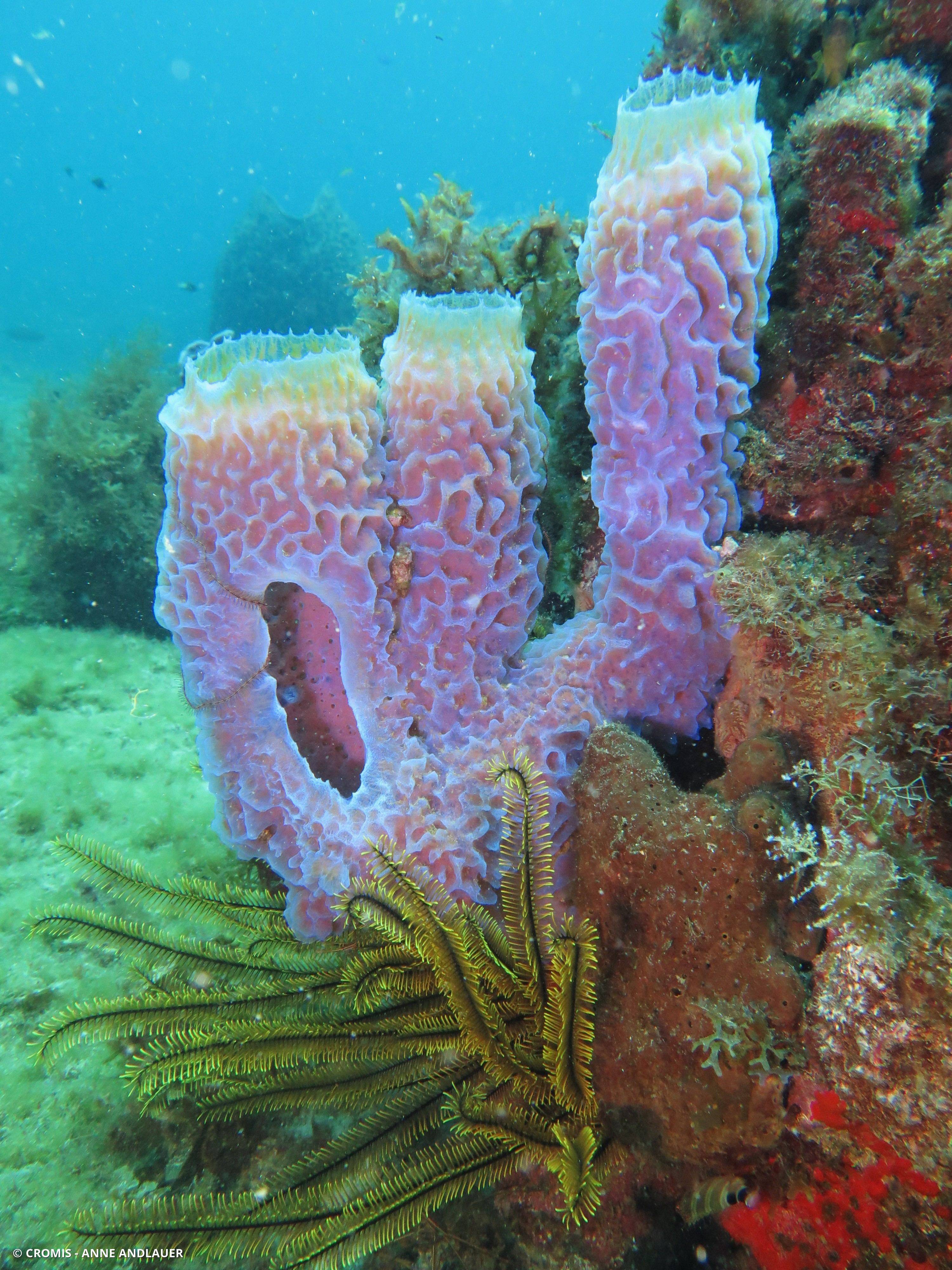 Eponge vase fluo