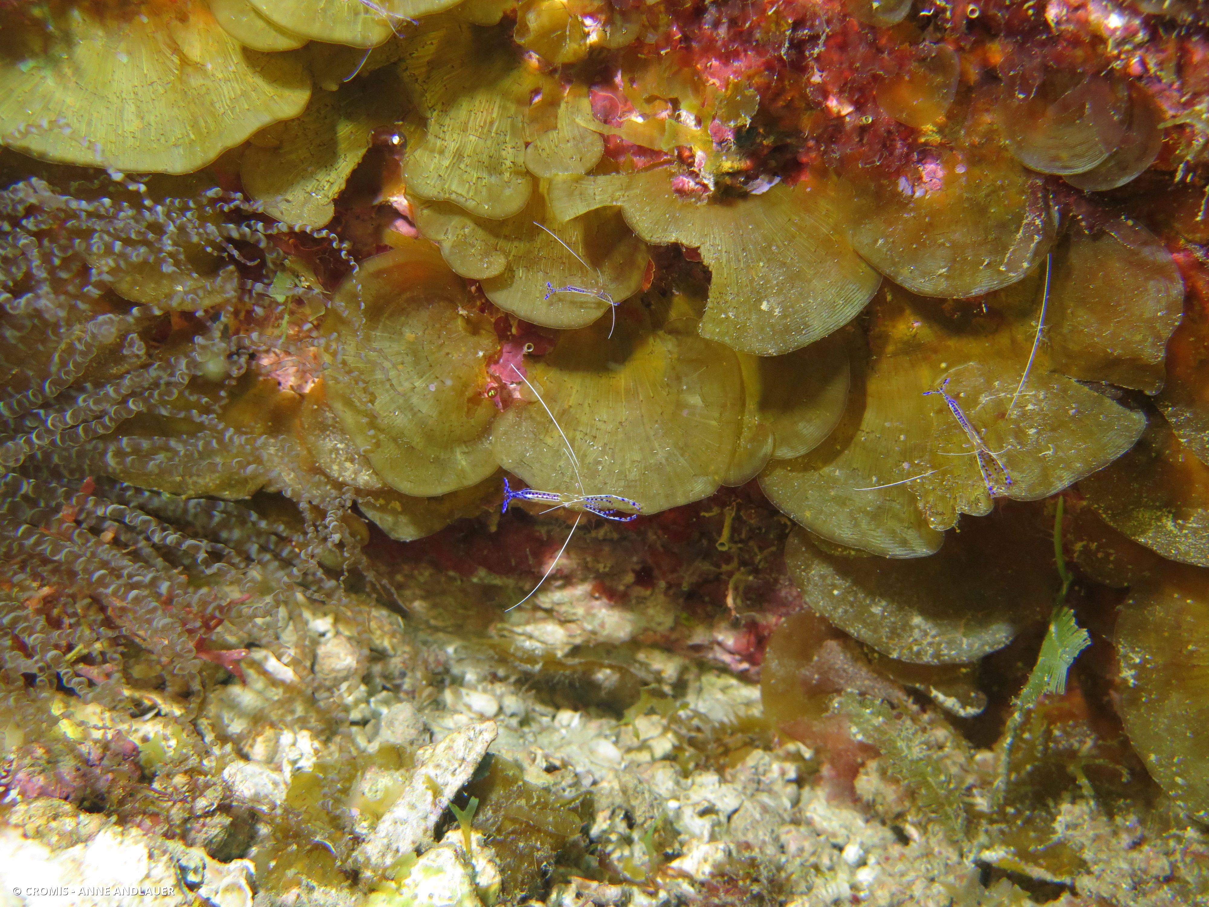 Crevette nettoyeuse de Pederson