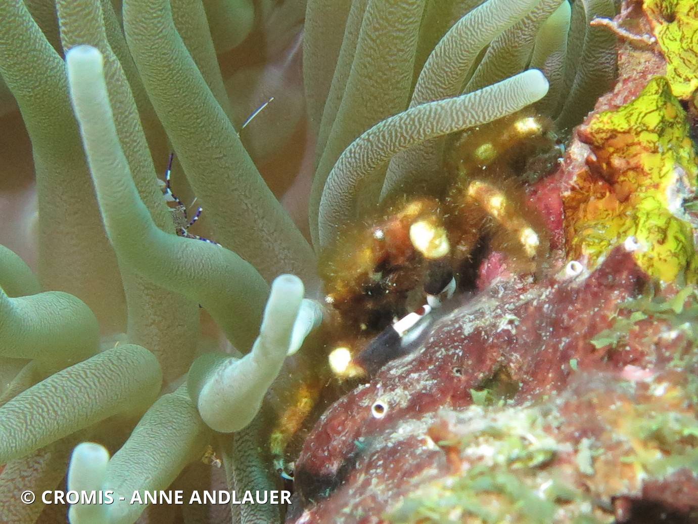 Crabe araignée des anémones