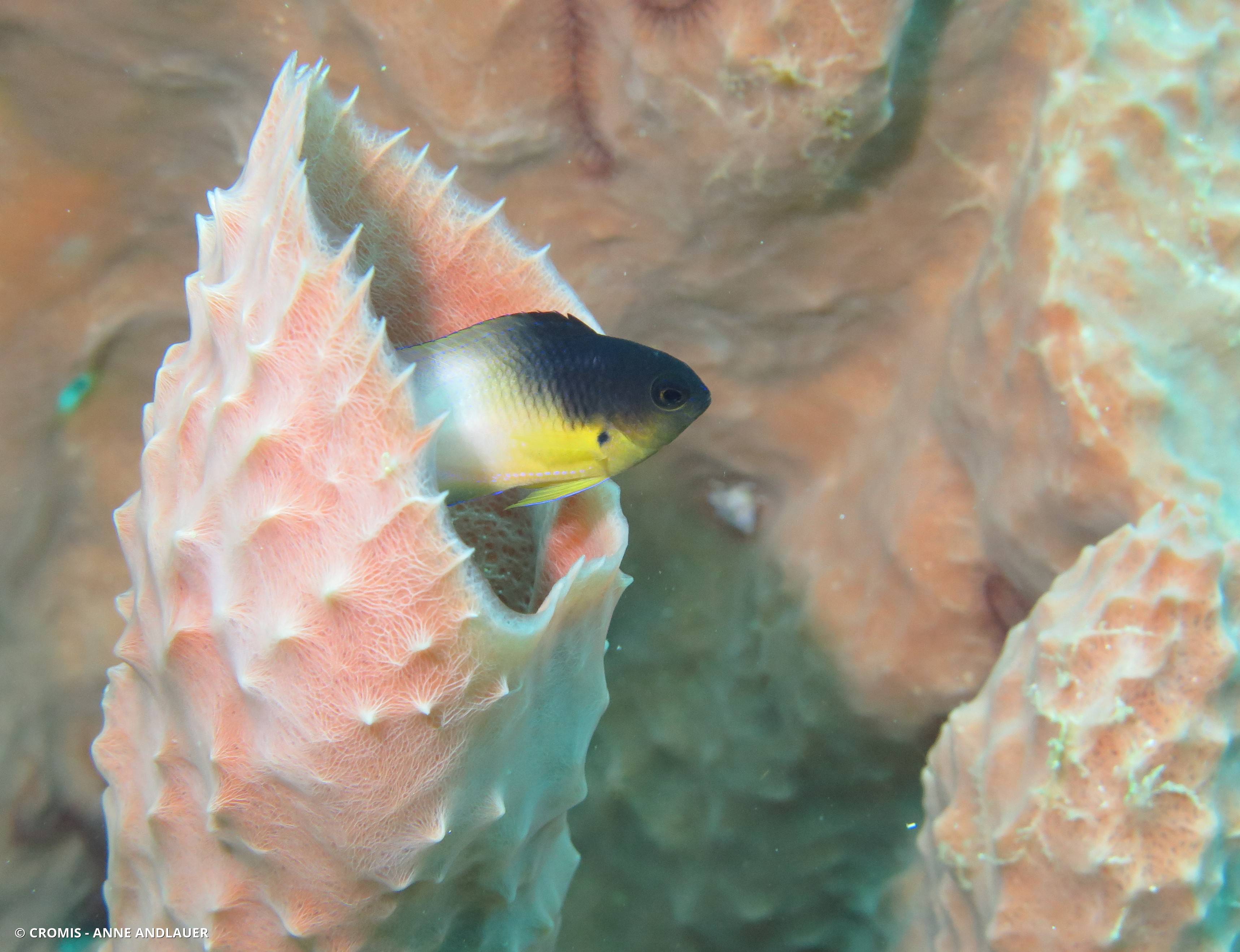 Demoiselle bicolore de l'Atlantique