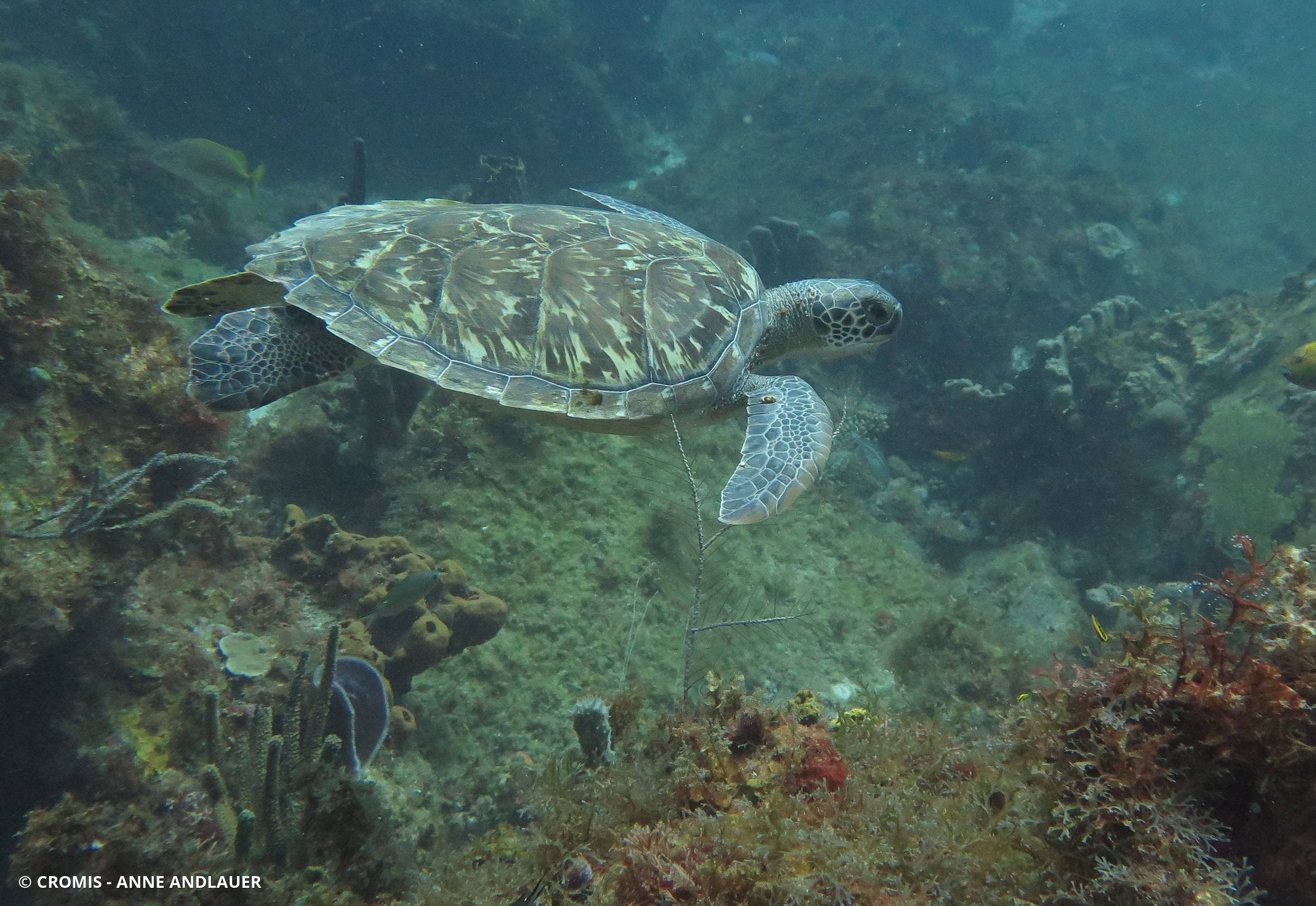 Tortue verte