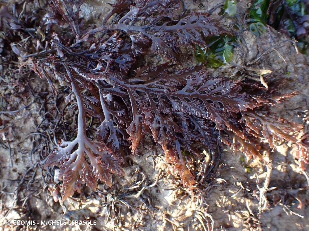 Dulse poivrée