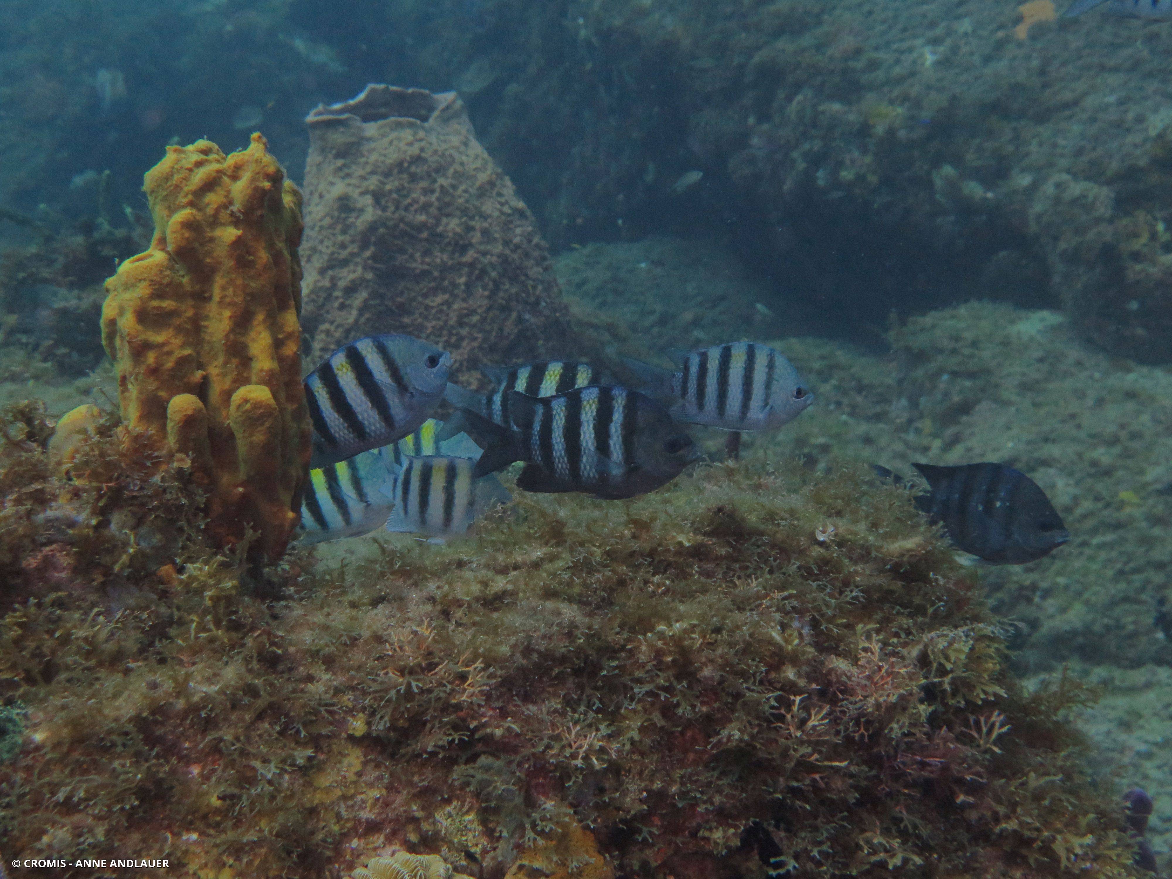 Sergent-major des Antilles