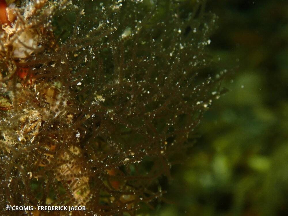 Batrachospermum gélatineux
