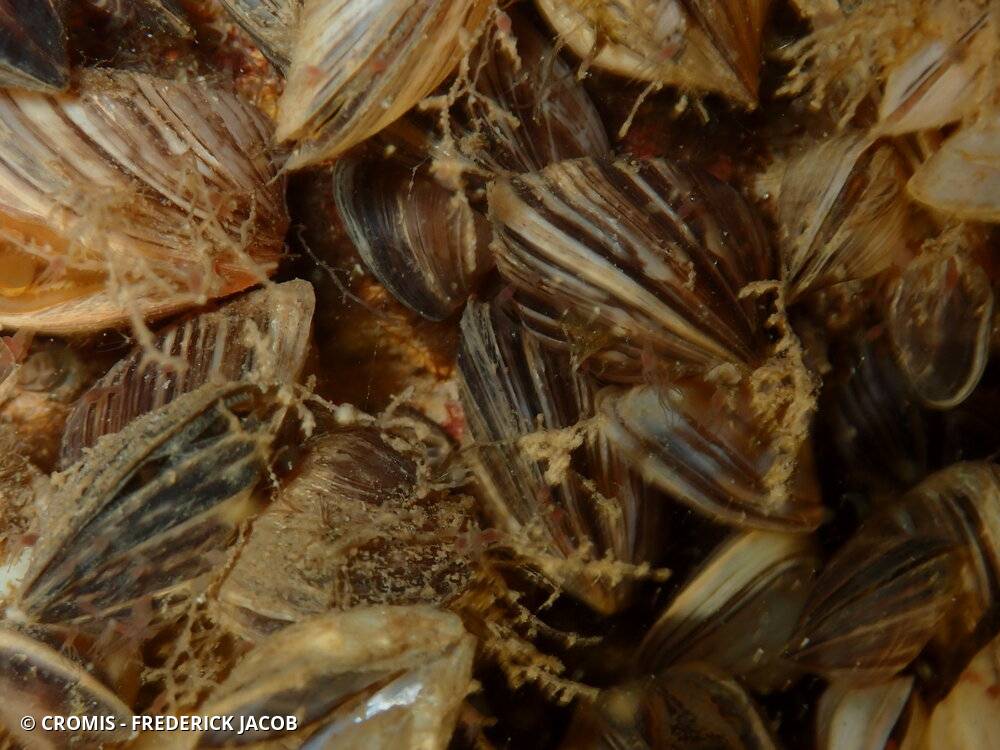 Moule quagga