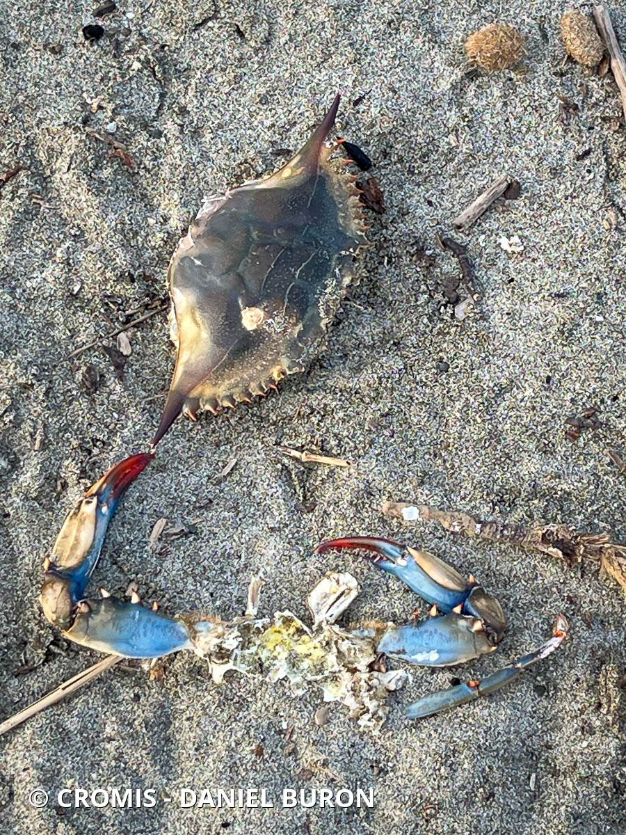 Crabe bleu américain