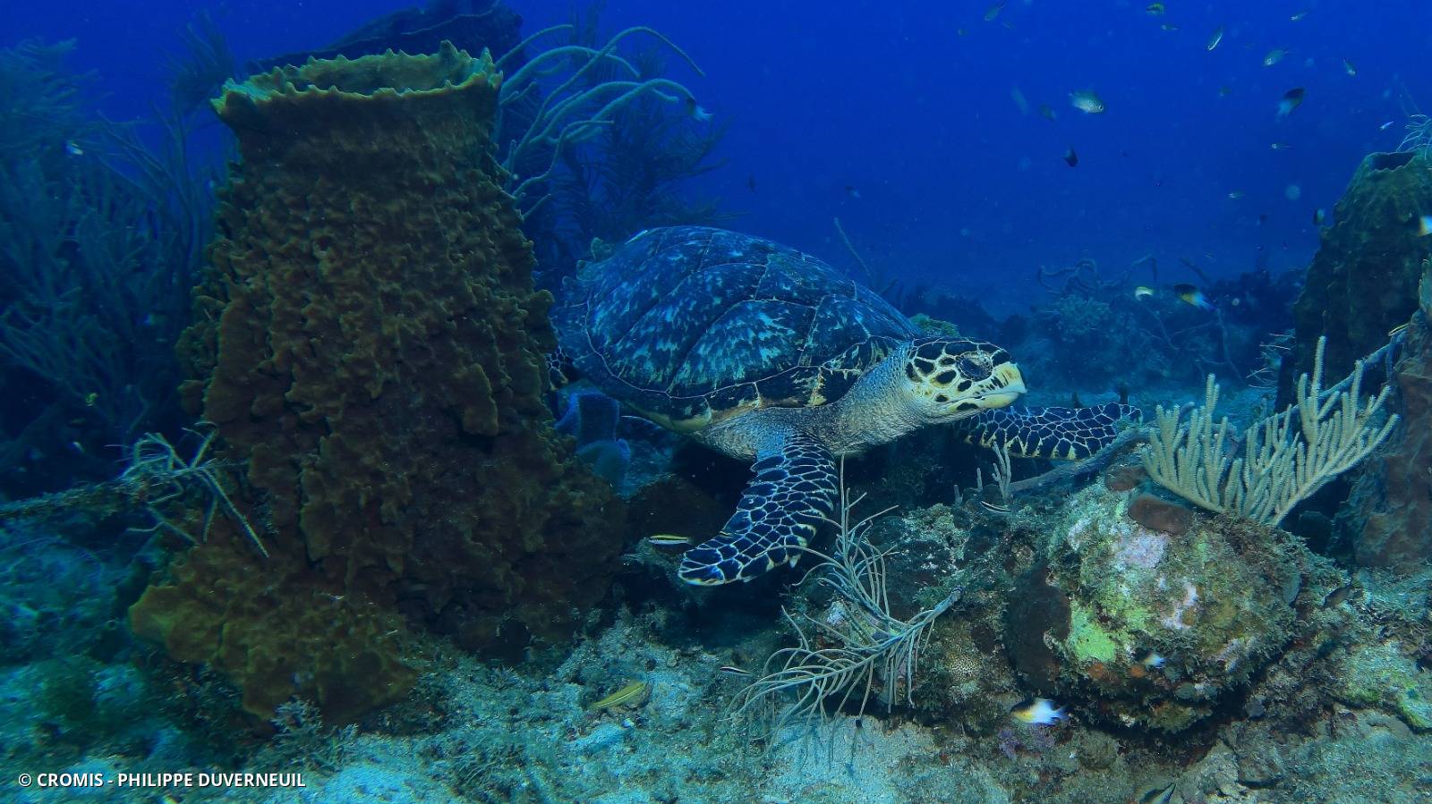 Tortue imbriquée