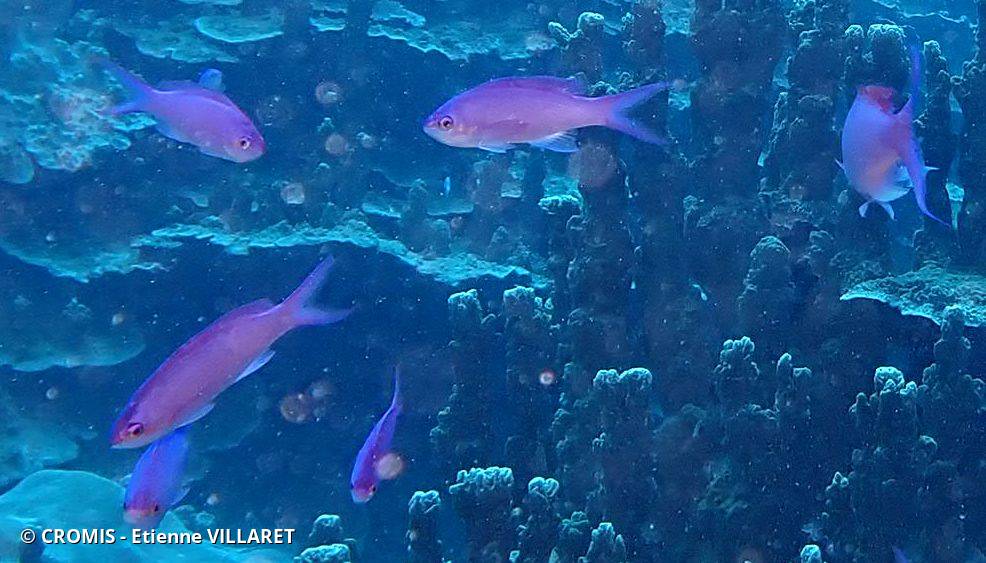 Anthias mauve