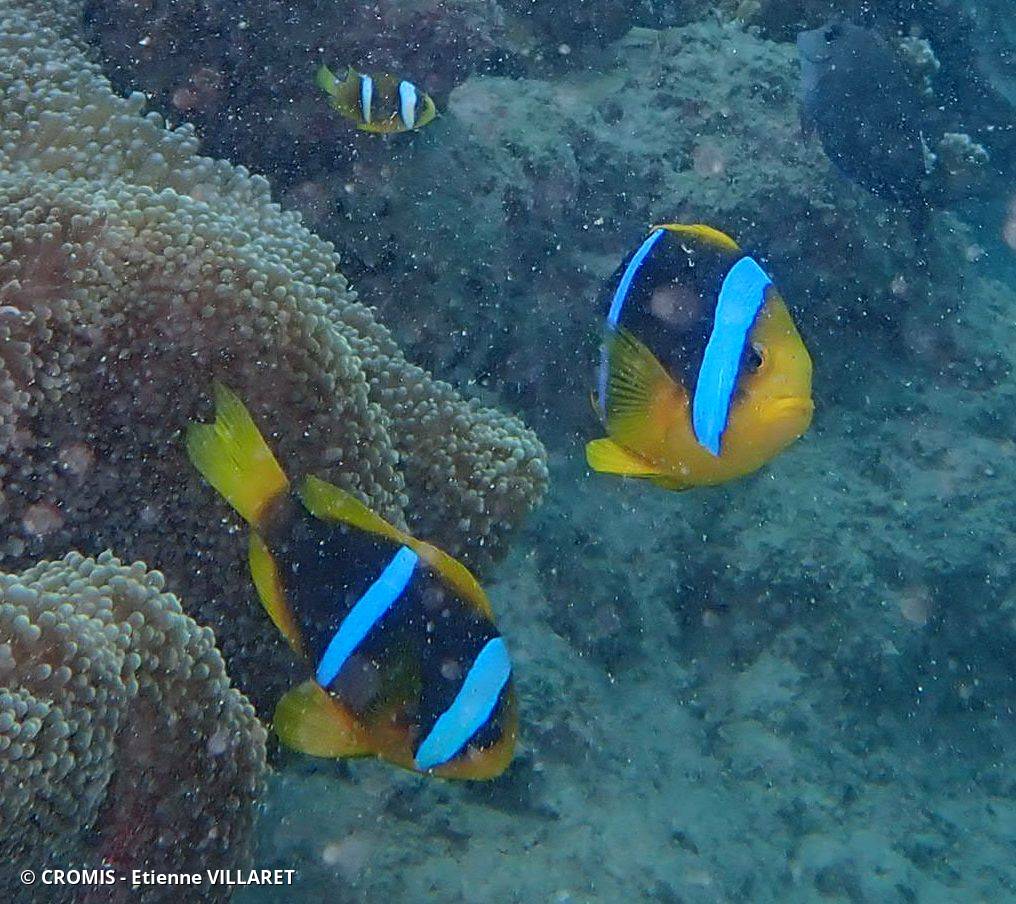 Poisson-clown de Clark