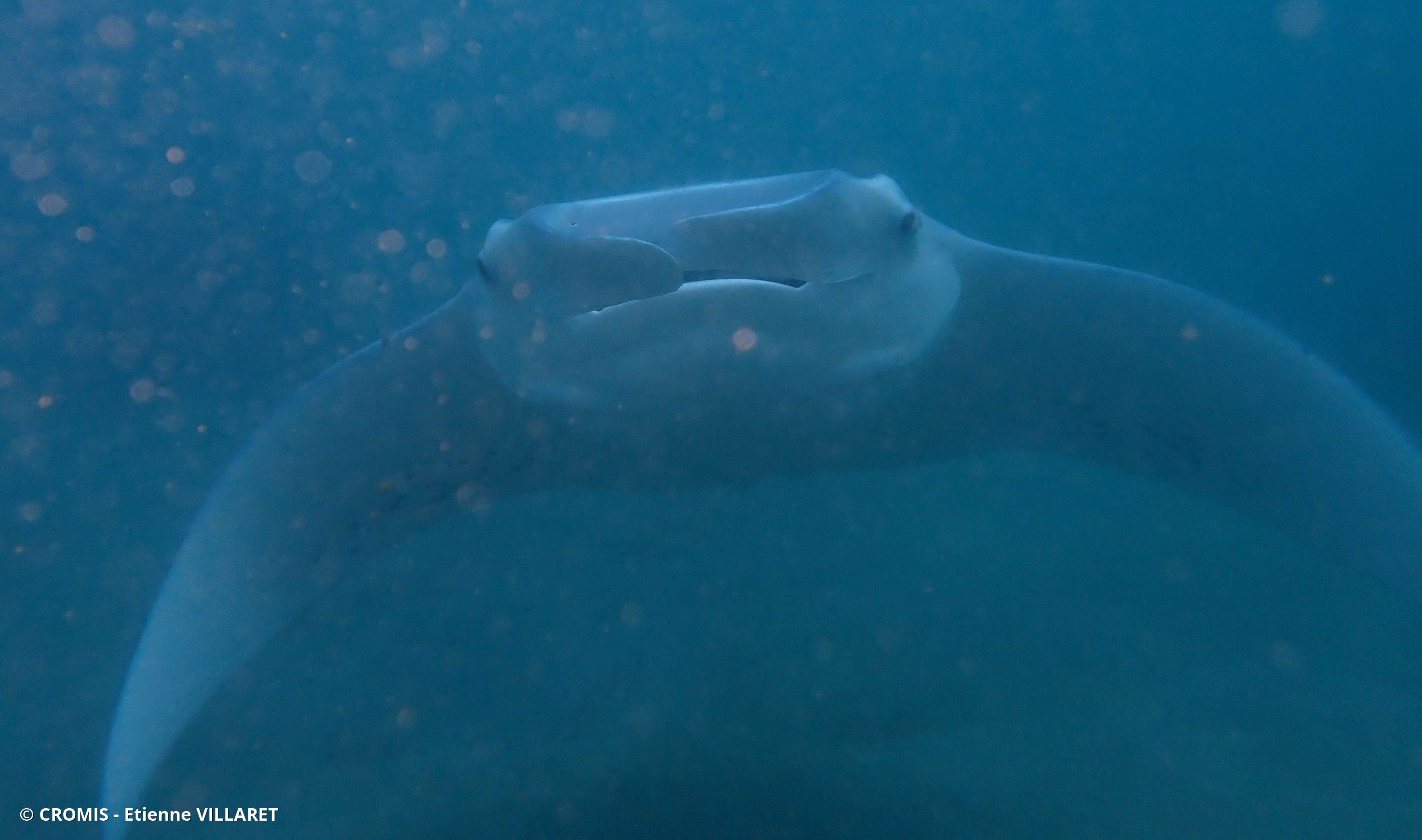 Manta des récifs