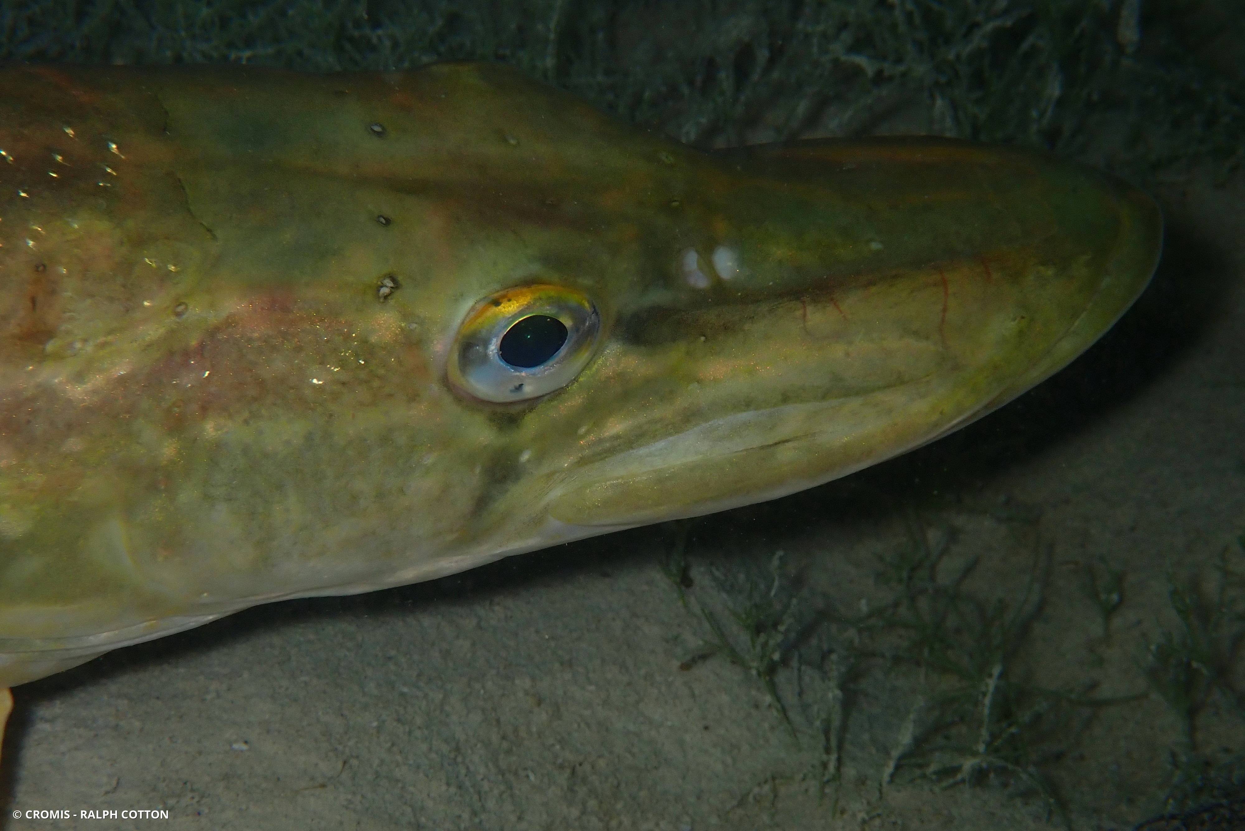 Brochet