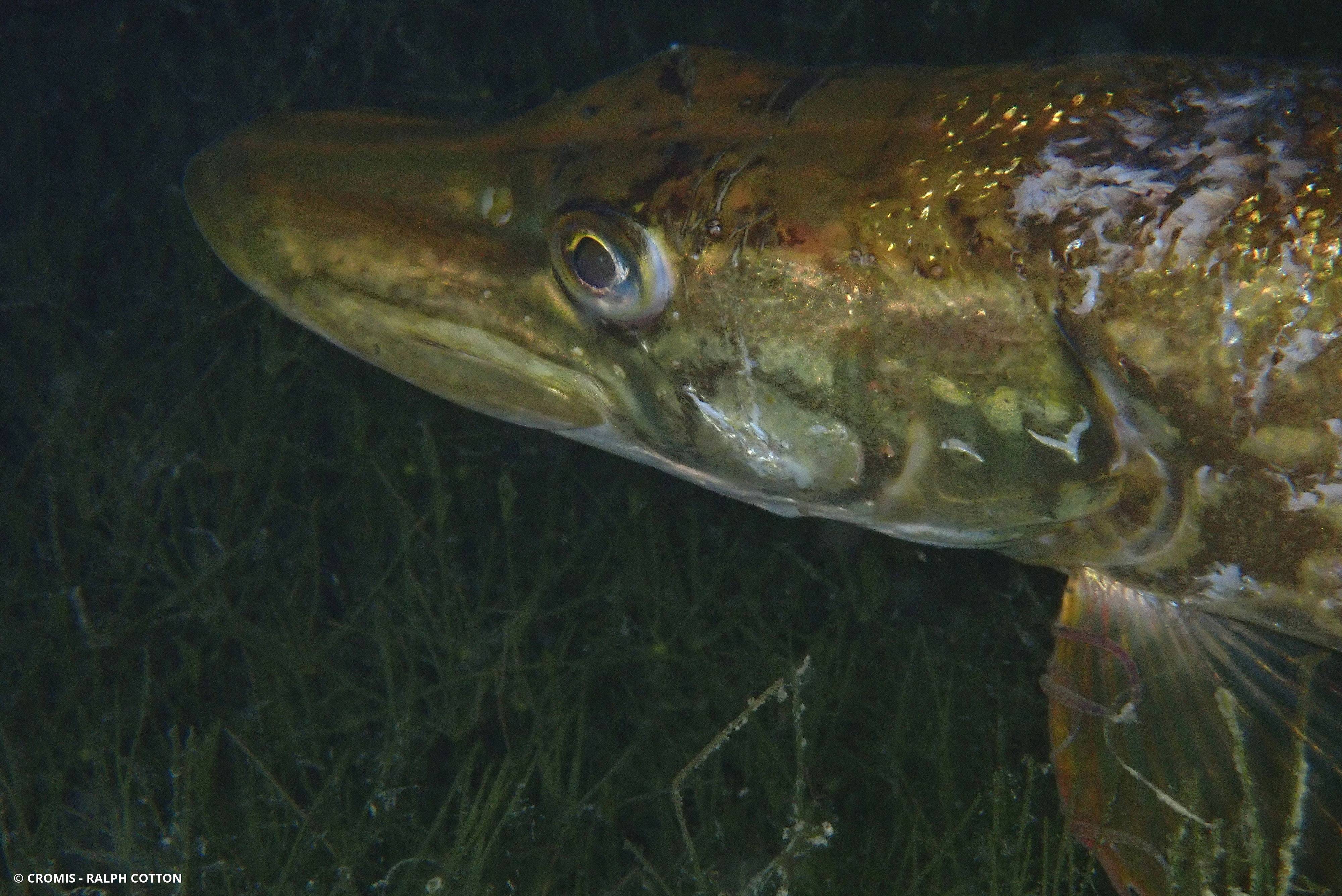 Brochet