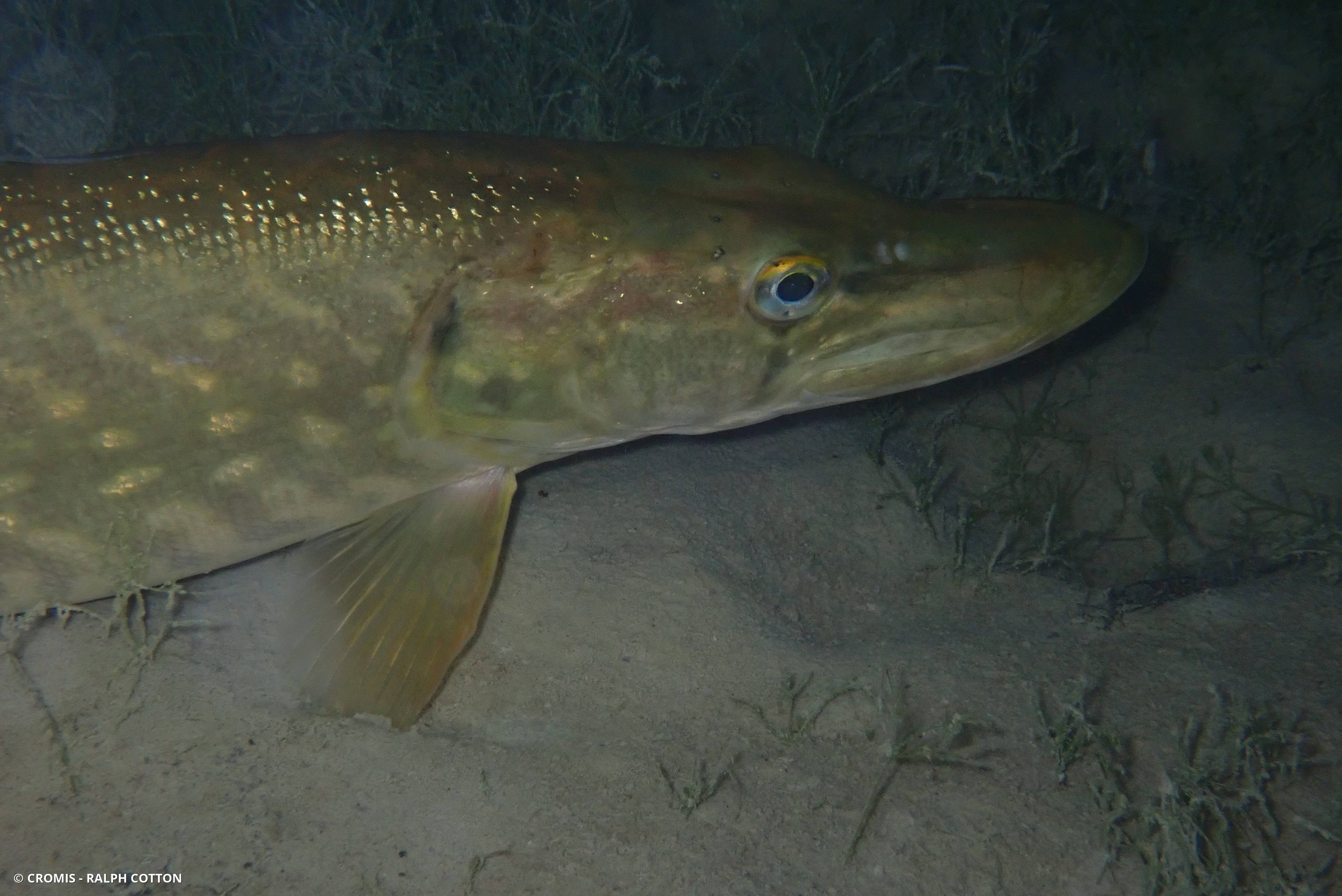 Brochet