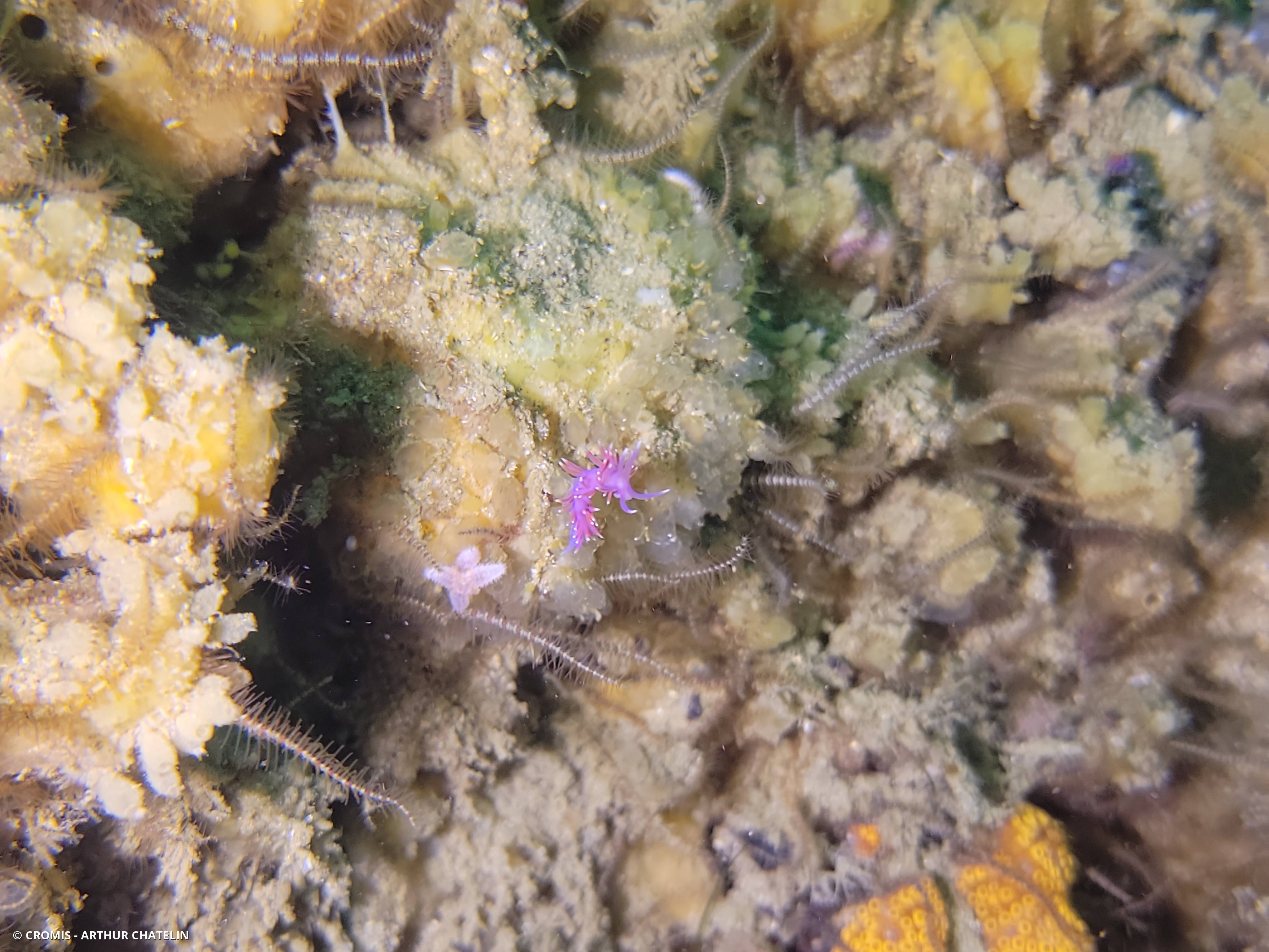 Coryphelle mauve