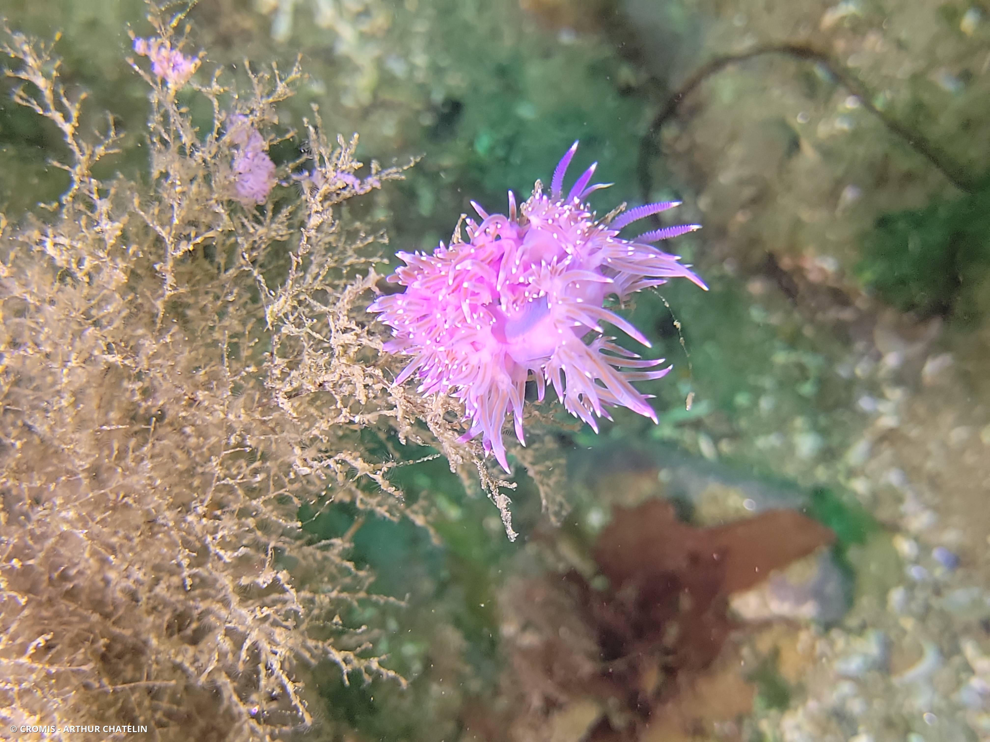 Flabelline mauve