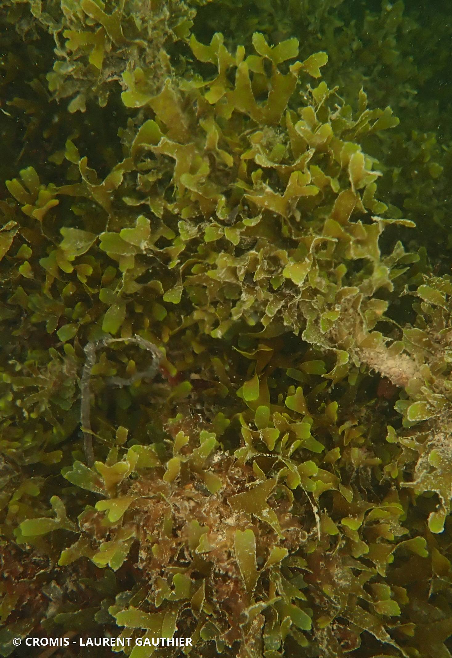 Dictyote d'Okamura