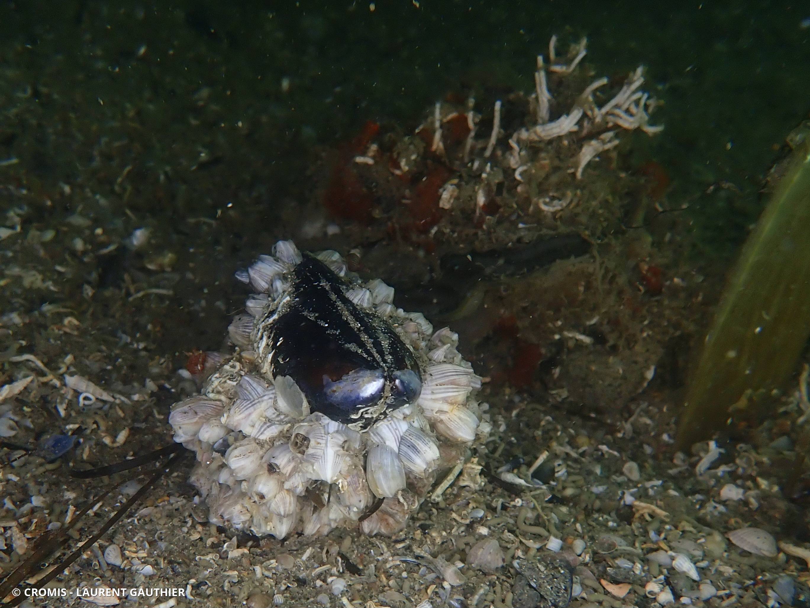 Balane amphitrite
