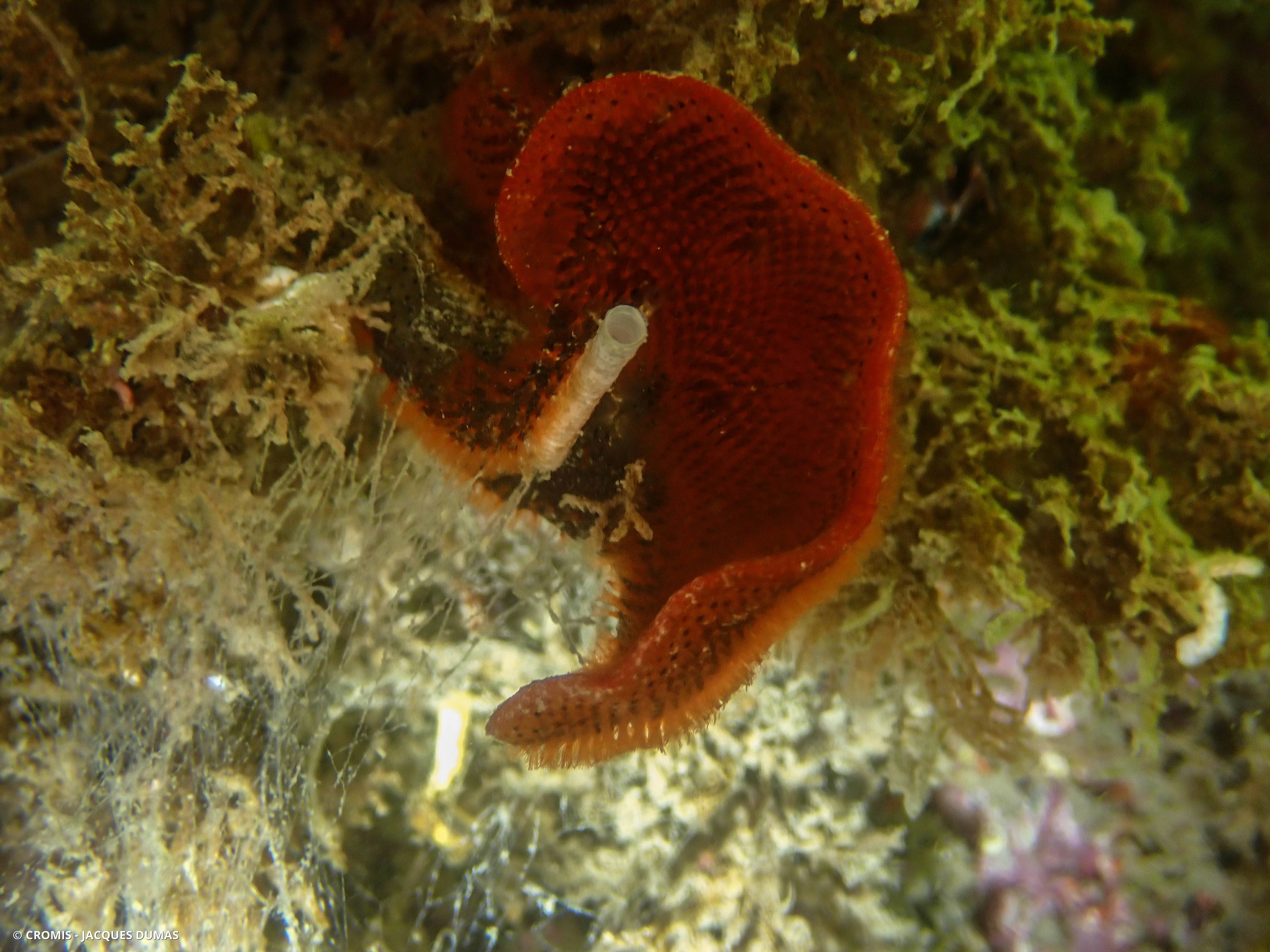 Bryozoaire encroûtant rouge