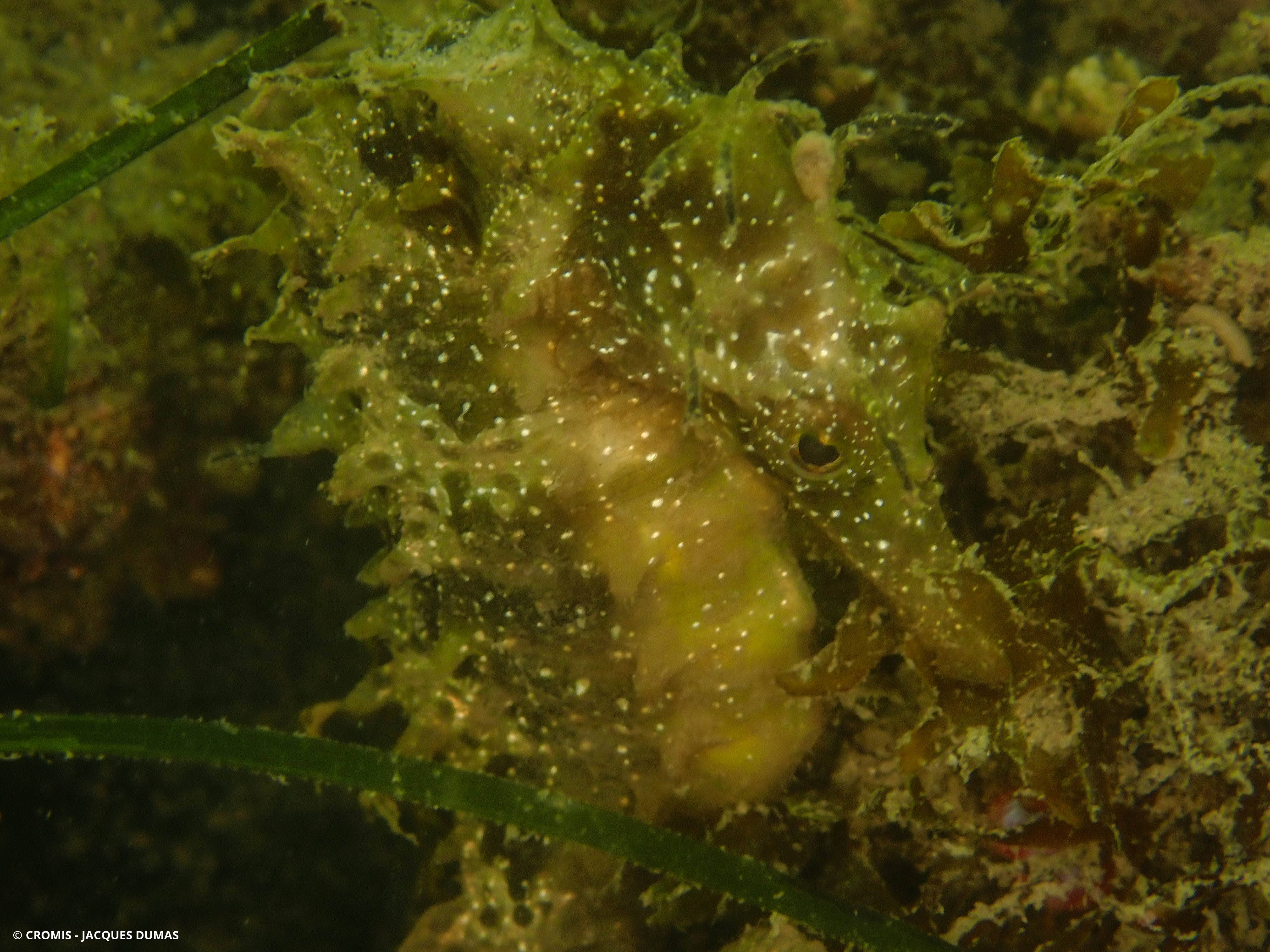 Hippocampe moucheté