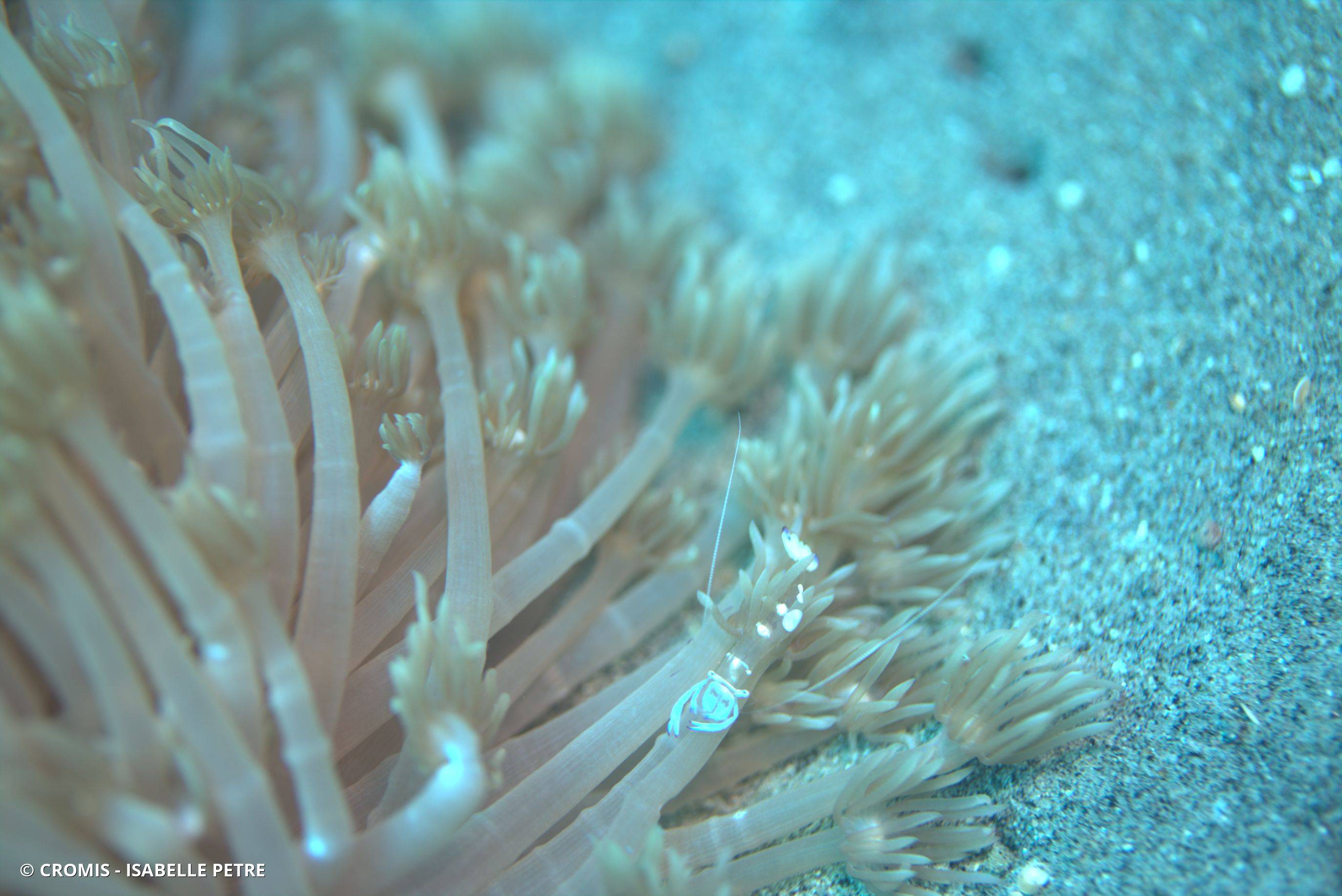 Crevette nettoyeuse de Holthuis
