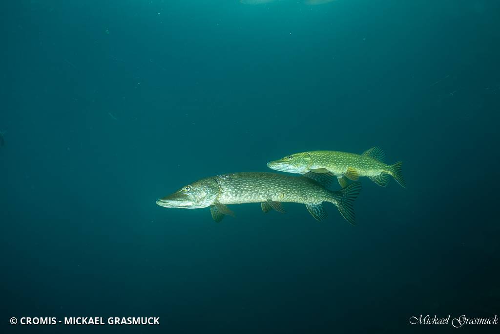 Brochet