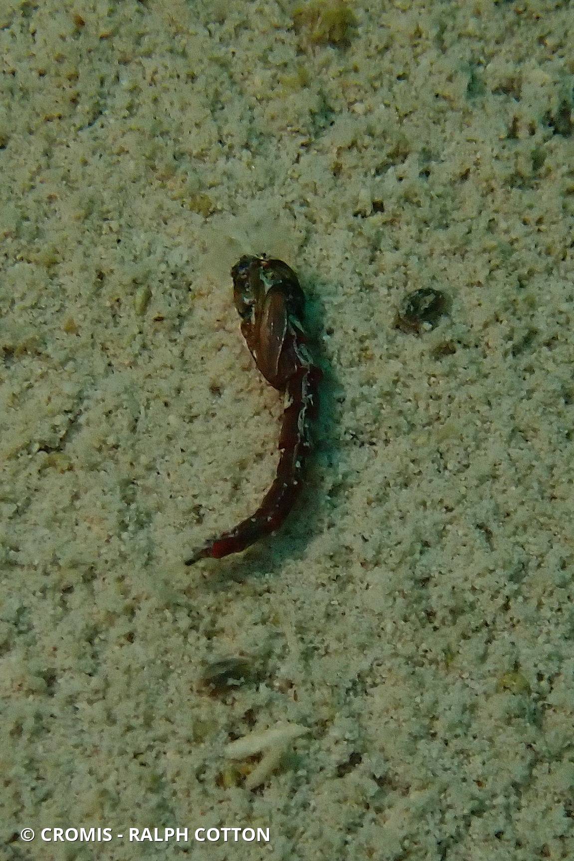 Chironomidés