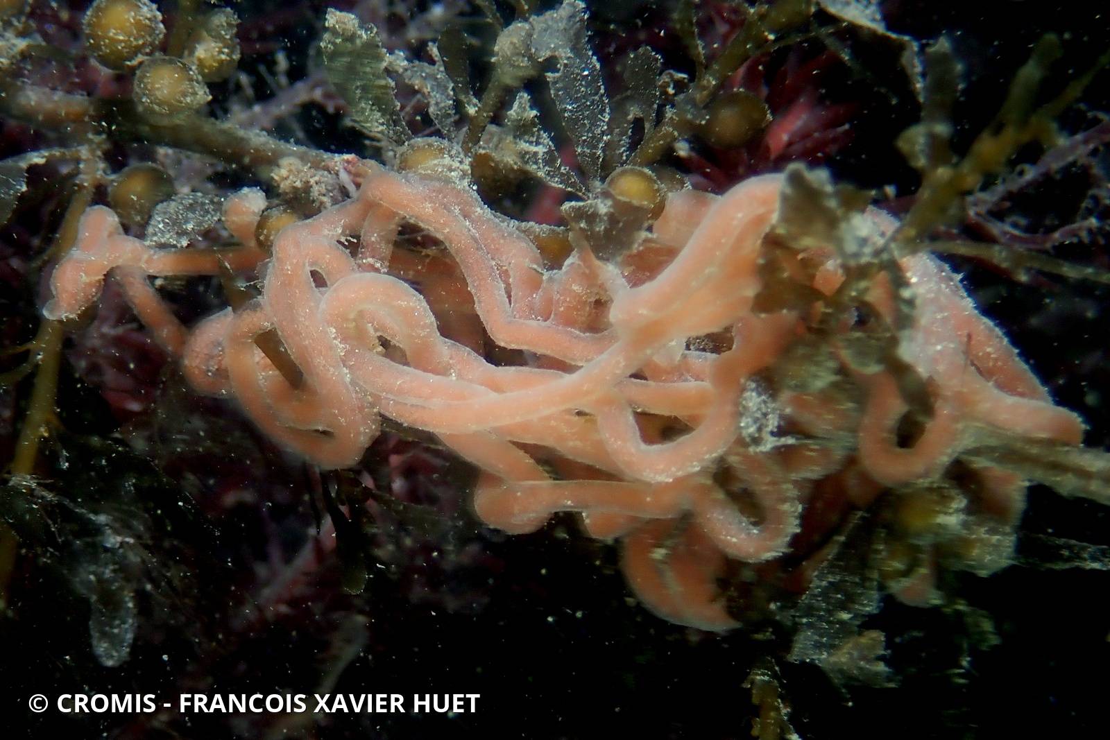 Lièvre de mer moucheté