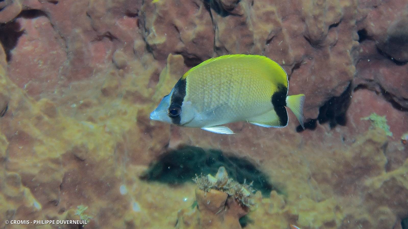 Poisson-papillon sédentaire