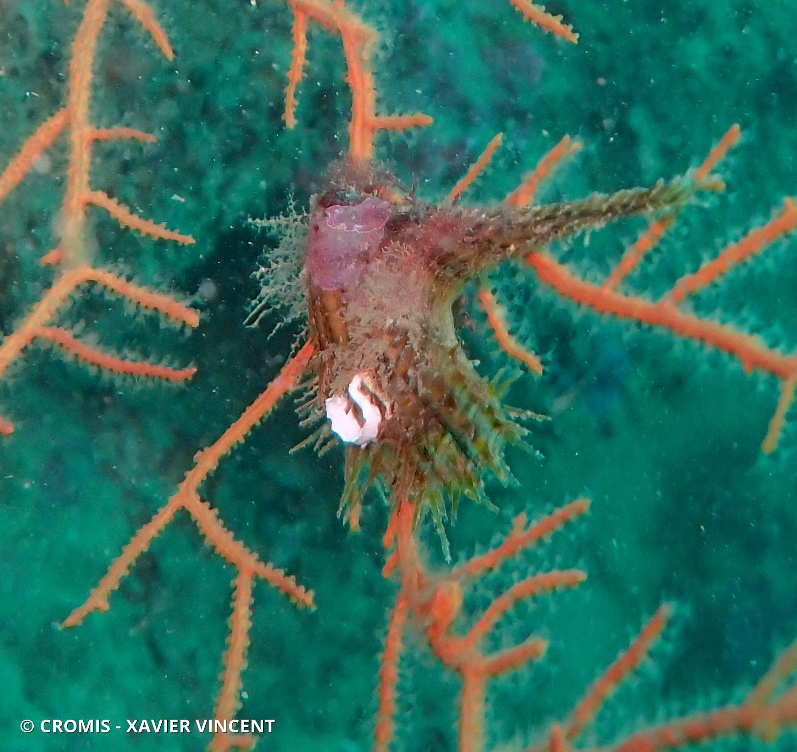 Avicule hirondelle