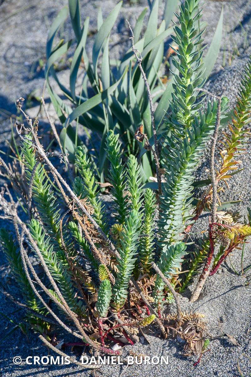 Euphorbe des dunes