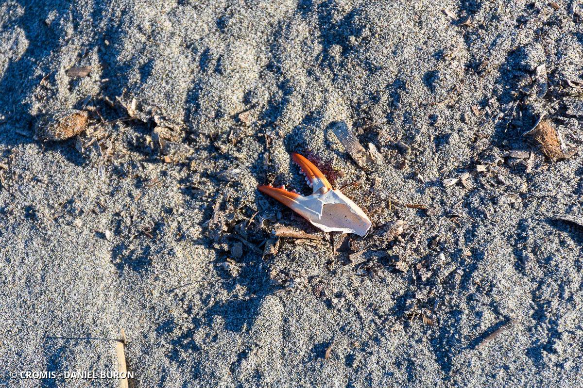 Crabe bleu américain