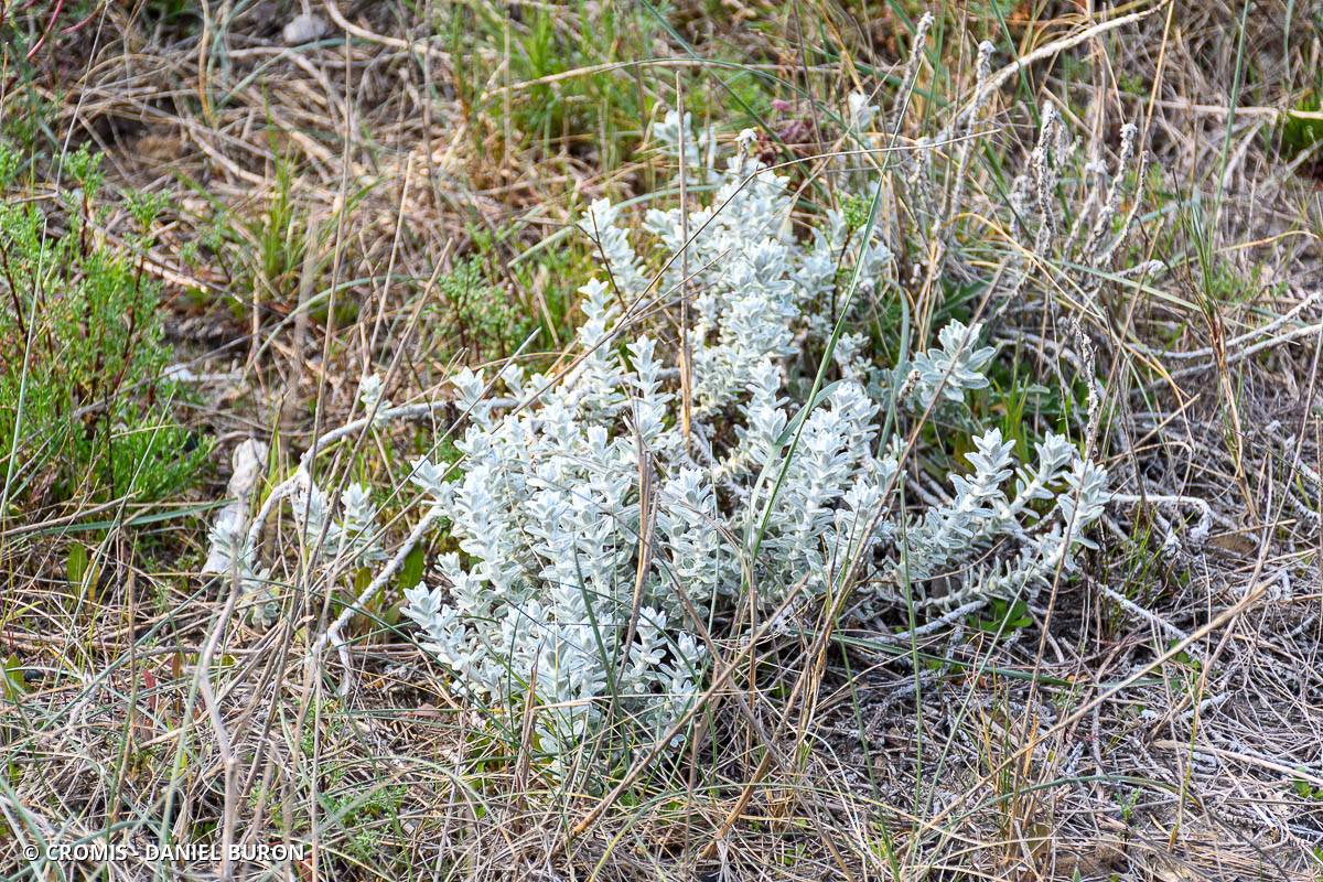 Diotis blanc