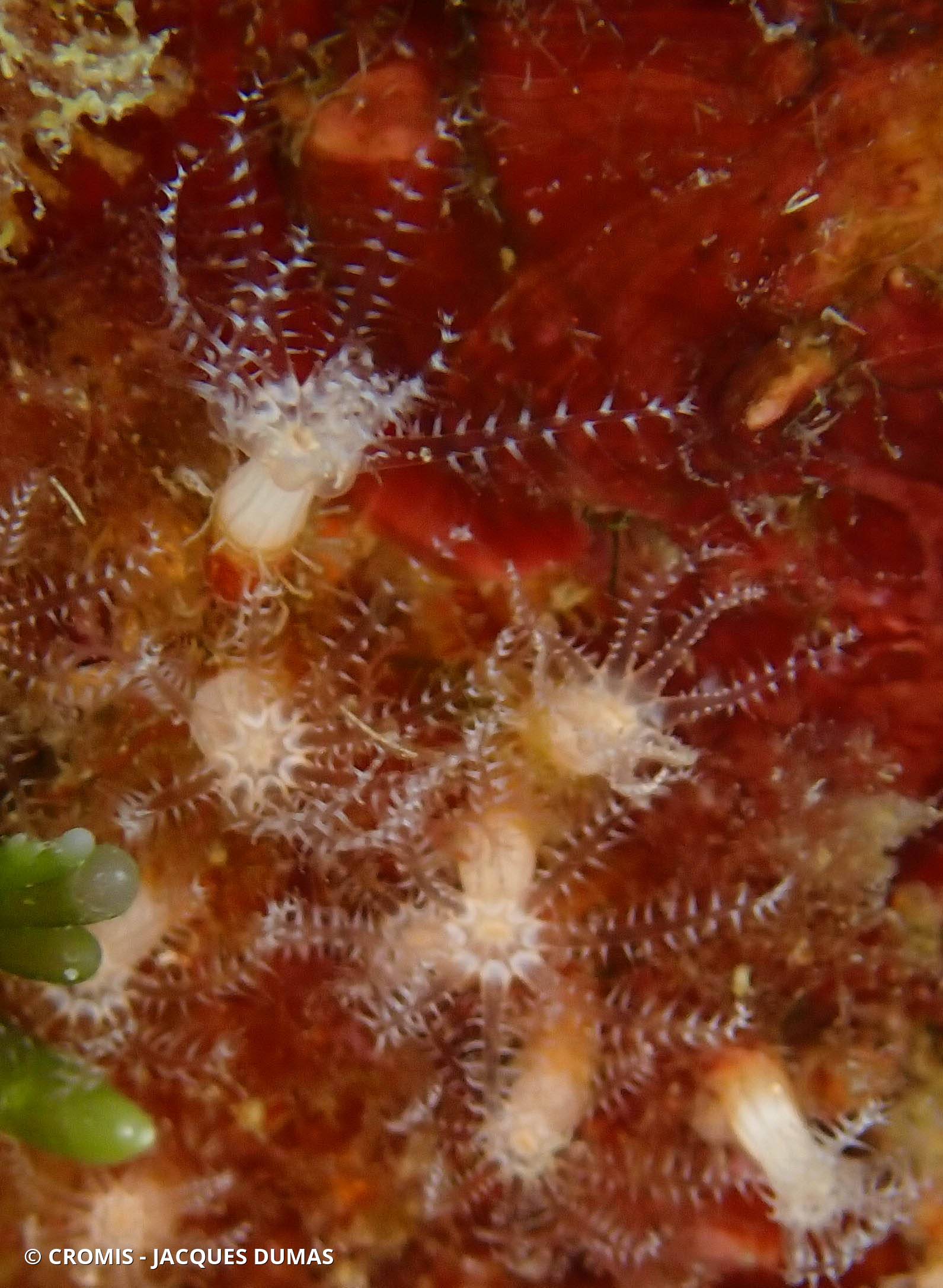 Clavulaire commune