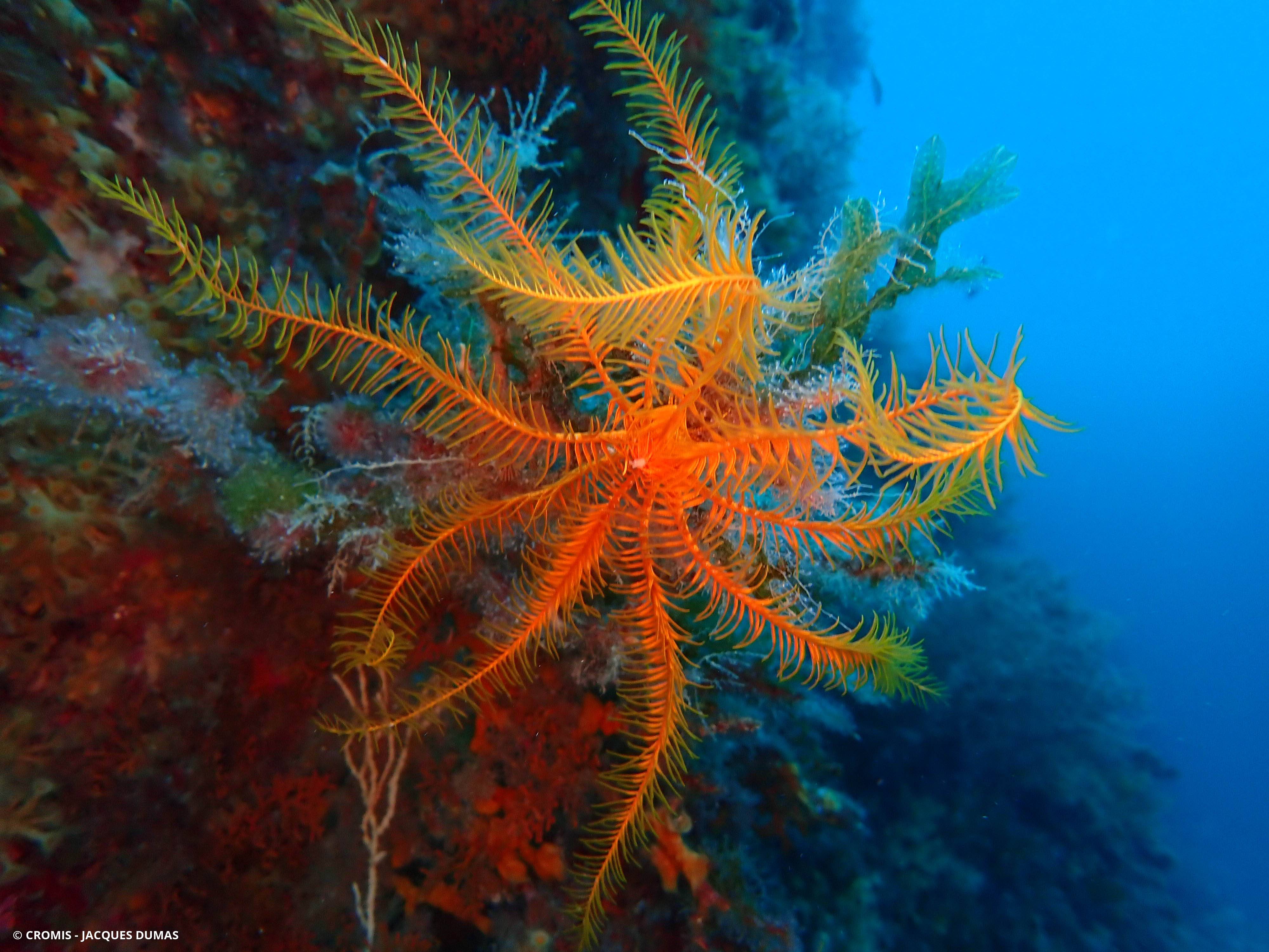 Comatule de Méditerranée