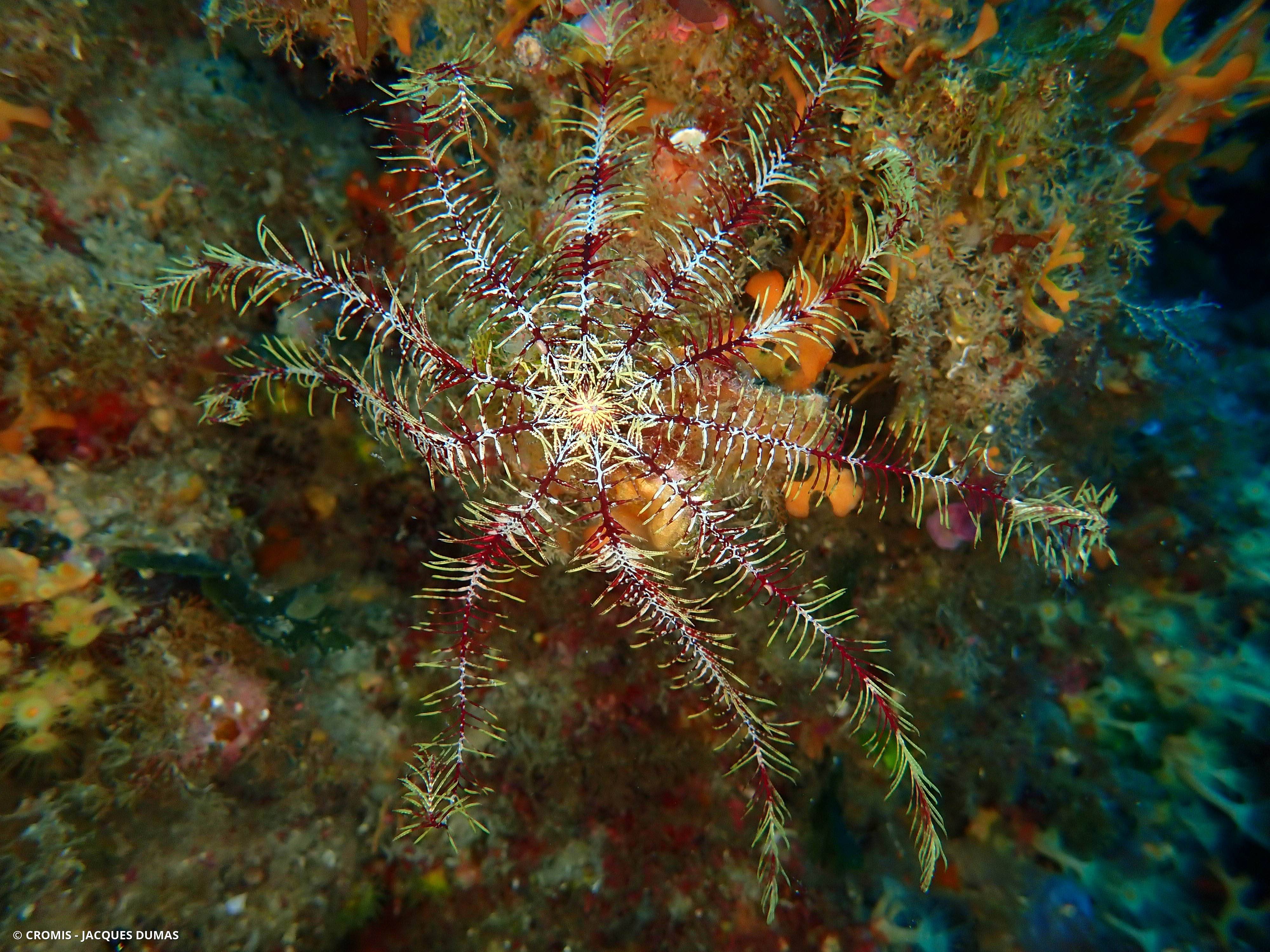 Comatule de Méditerranée