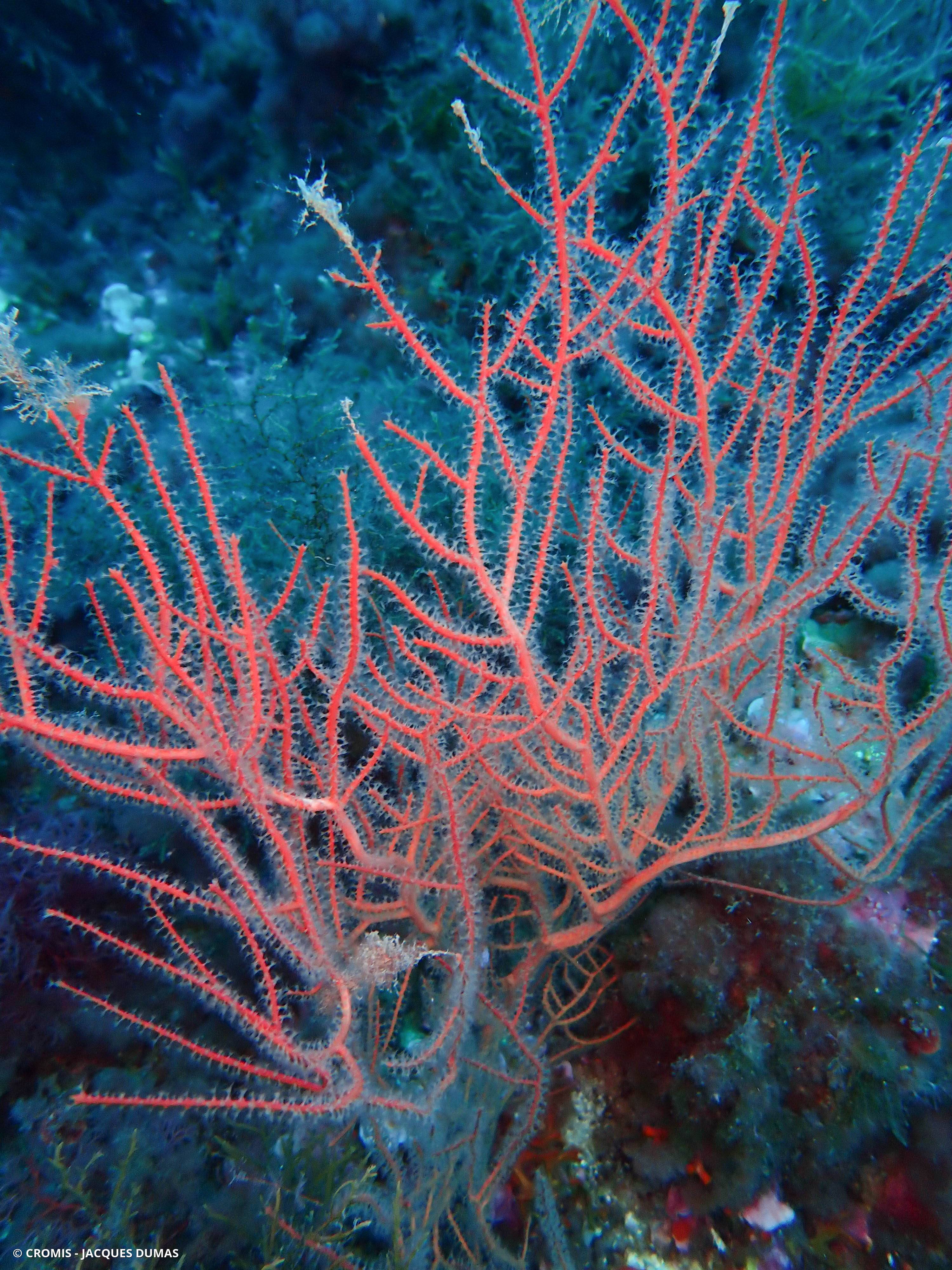 Gorgone orange