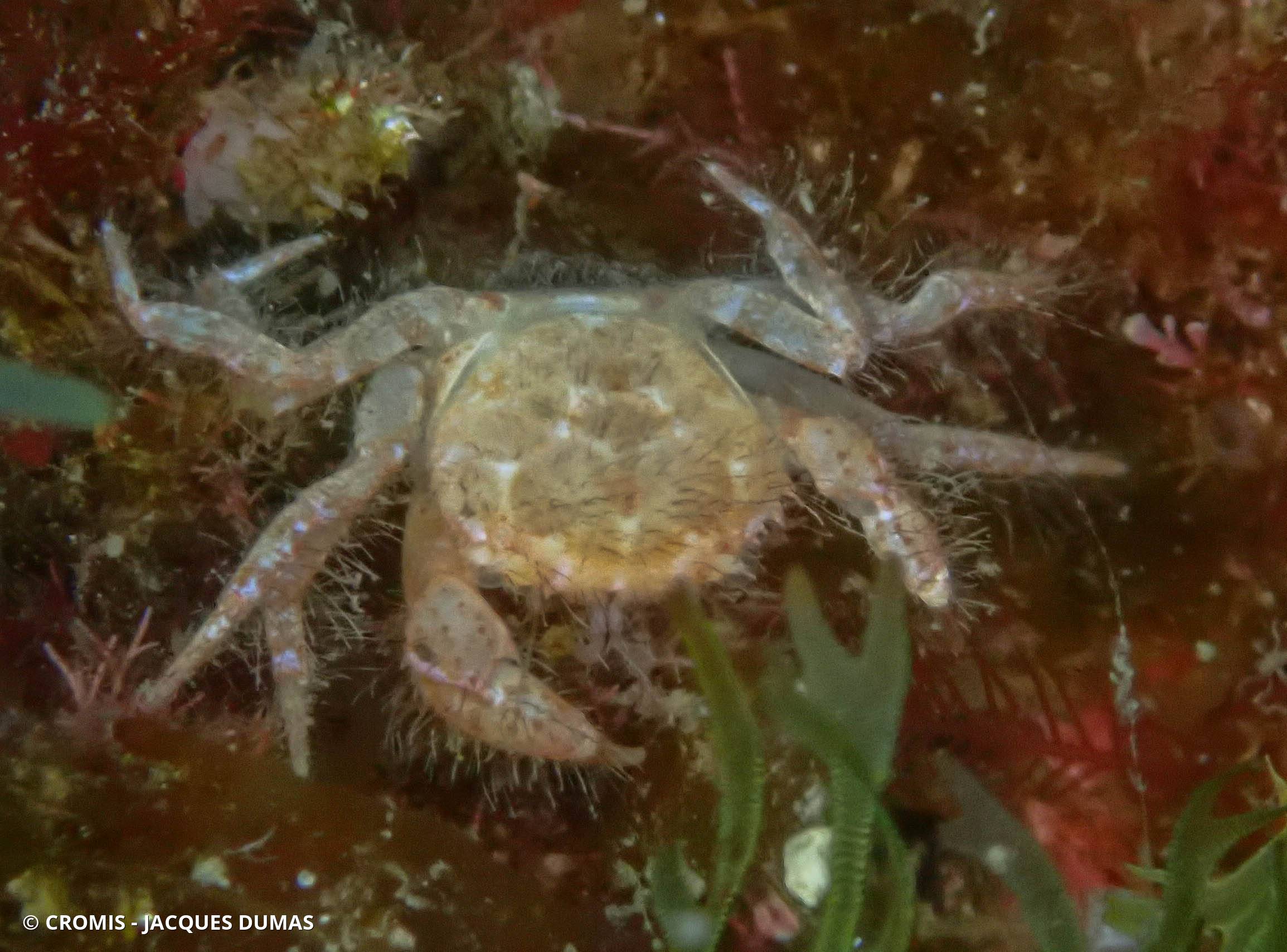 Crabe verruqueux