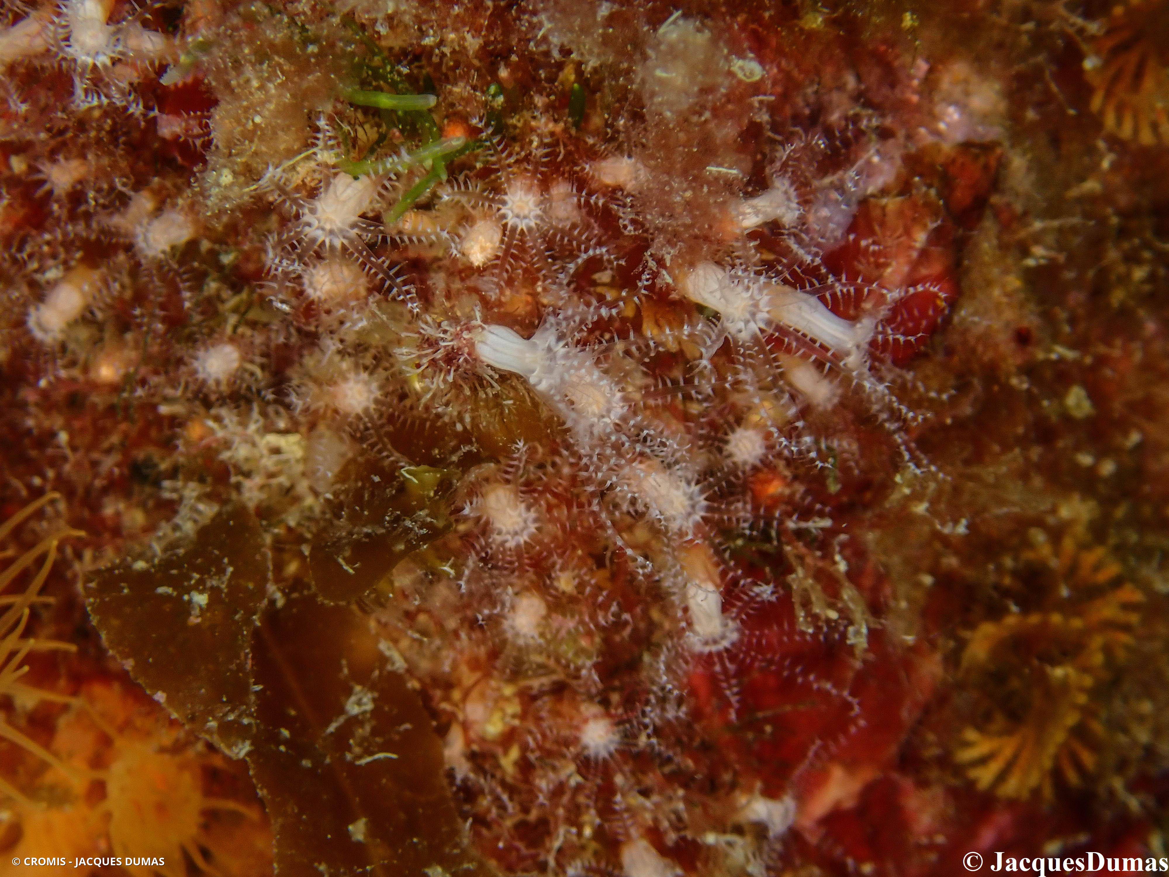 Clavulaire commune