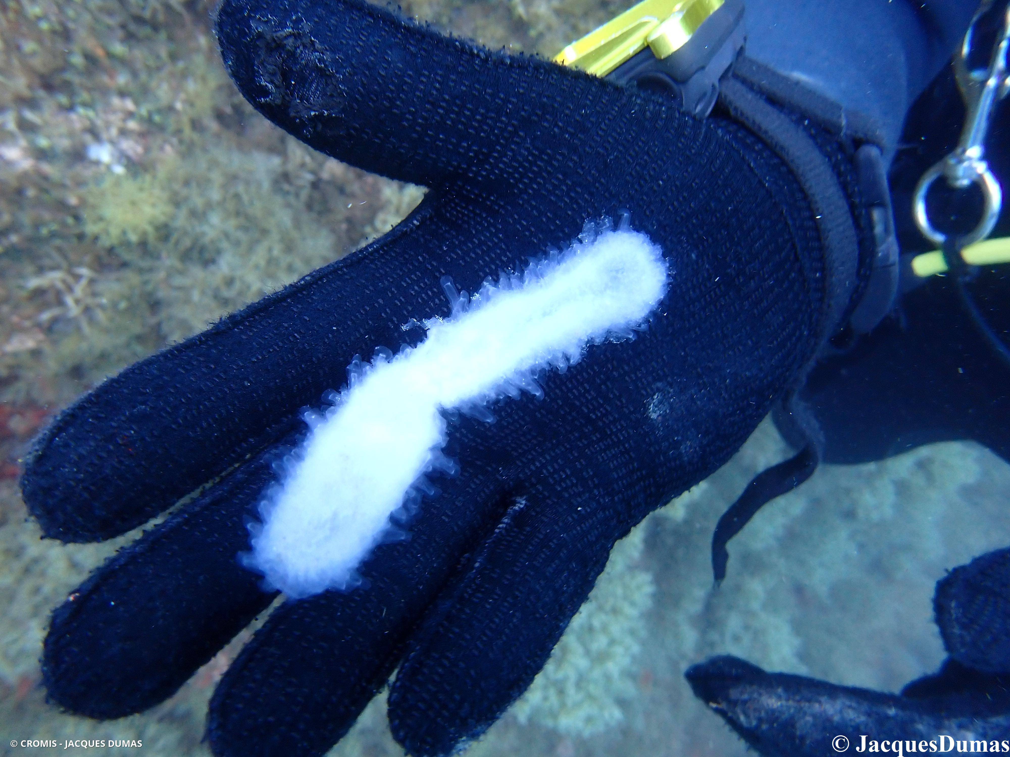 Pyrosome