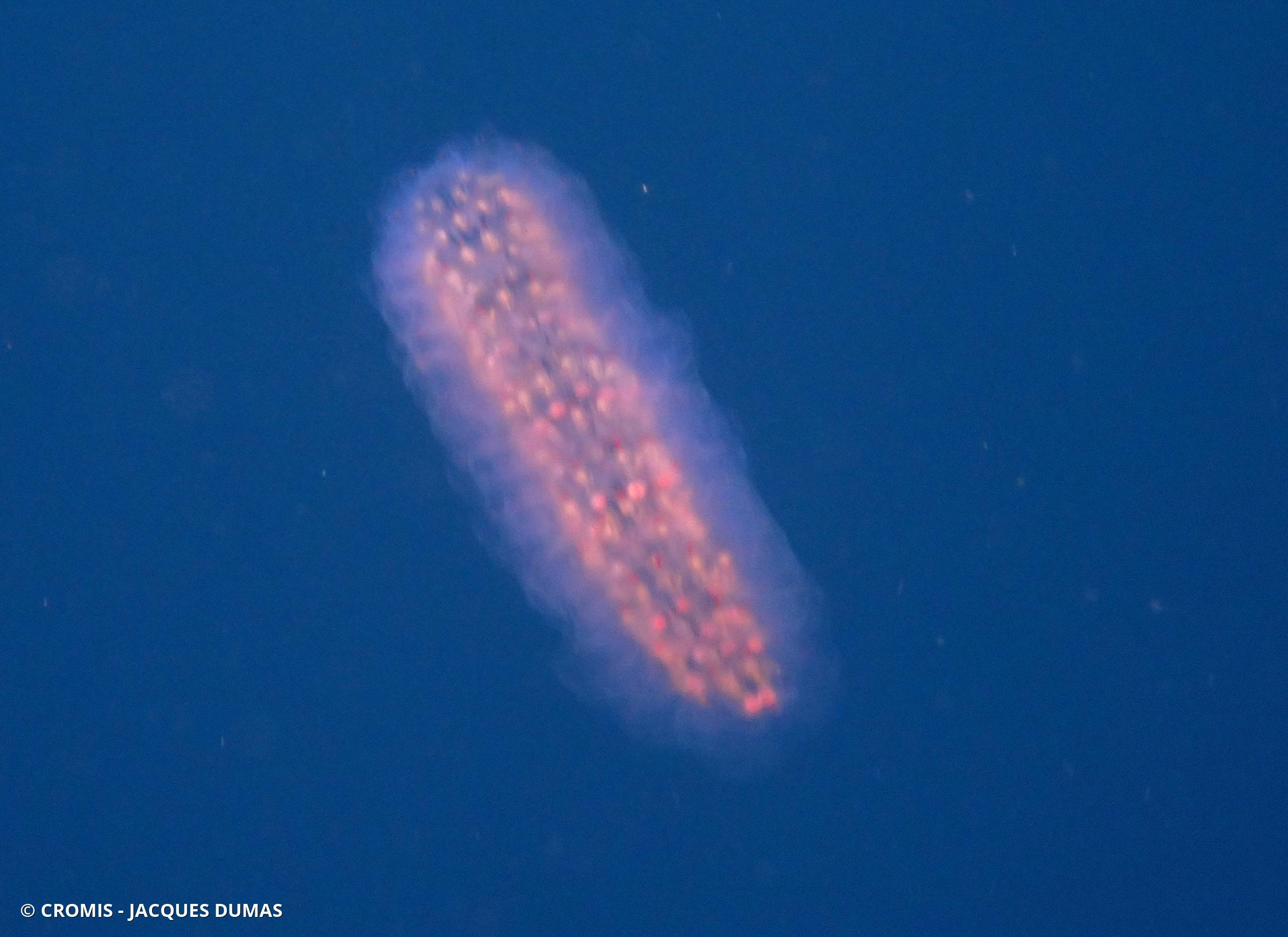 Pyrosome