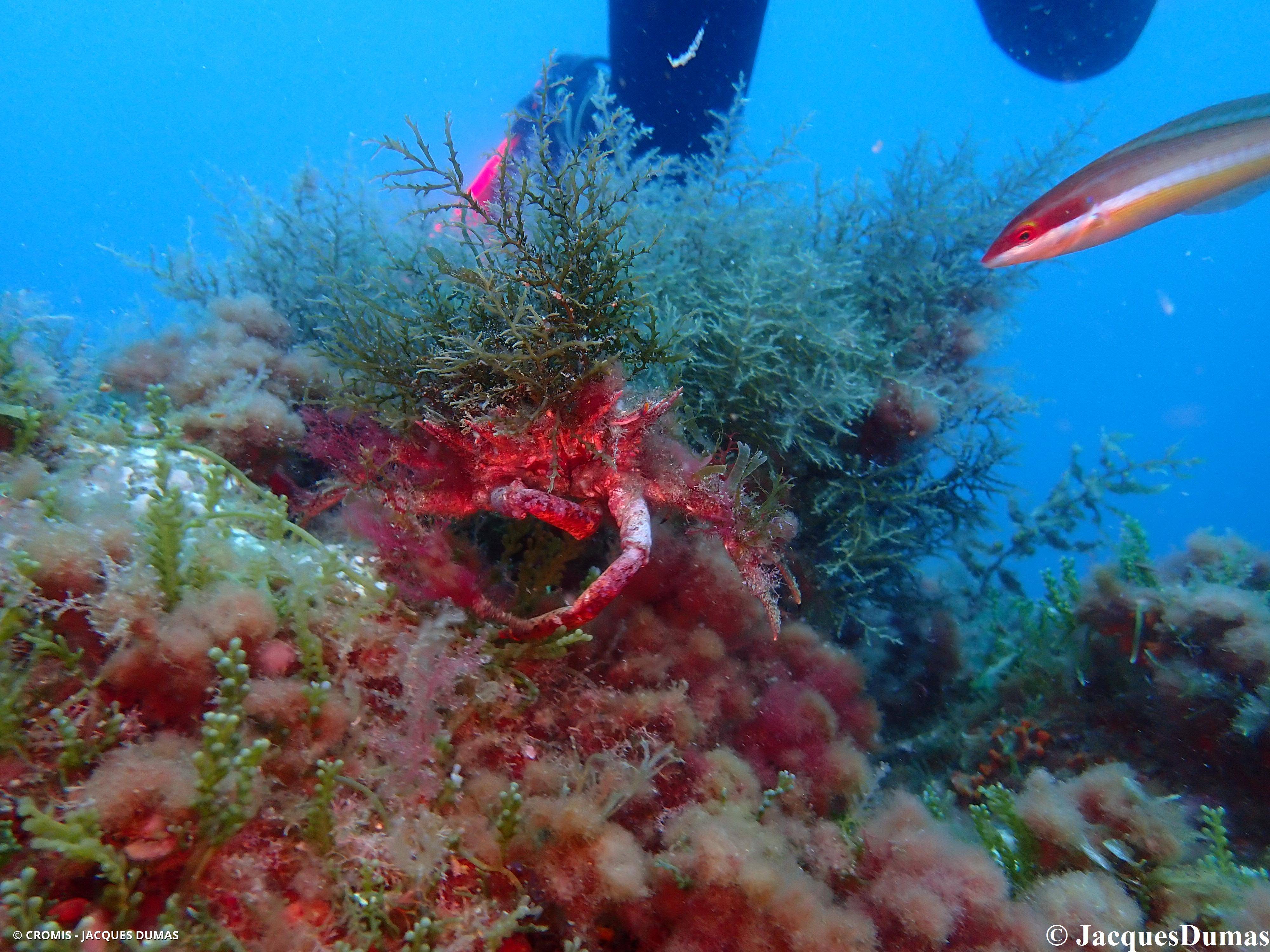 Grande araignée de Méditerranée