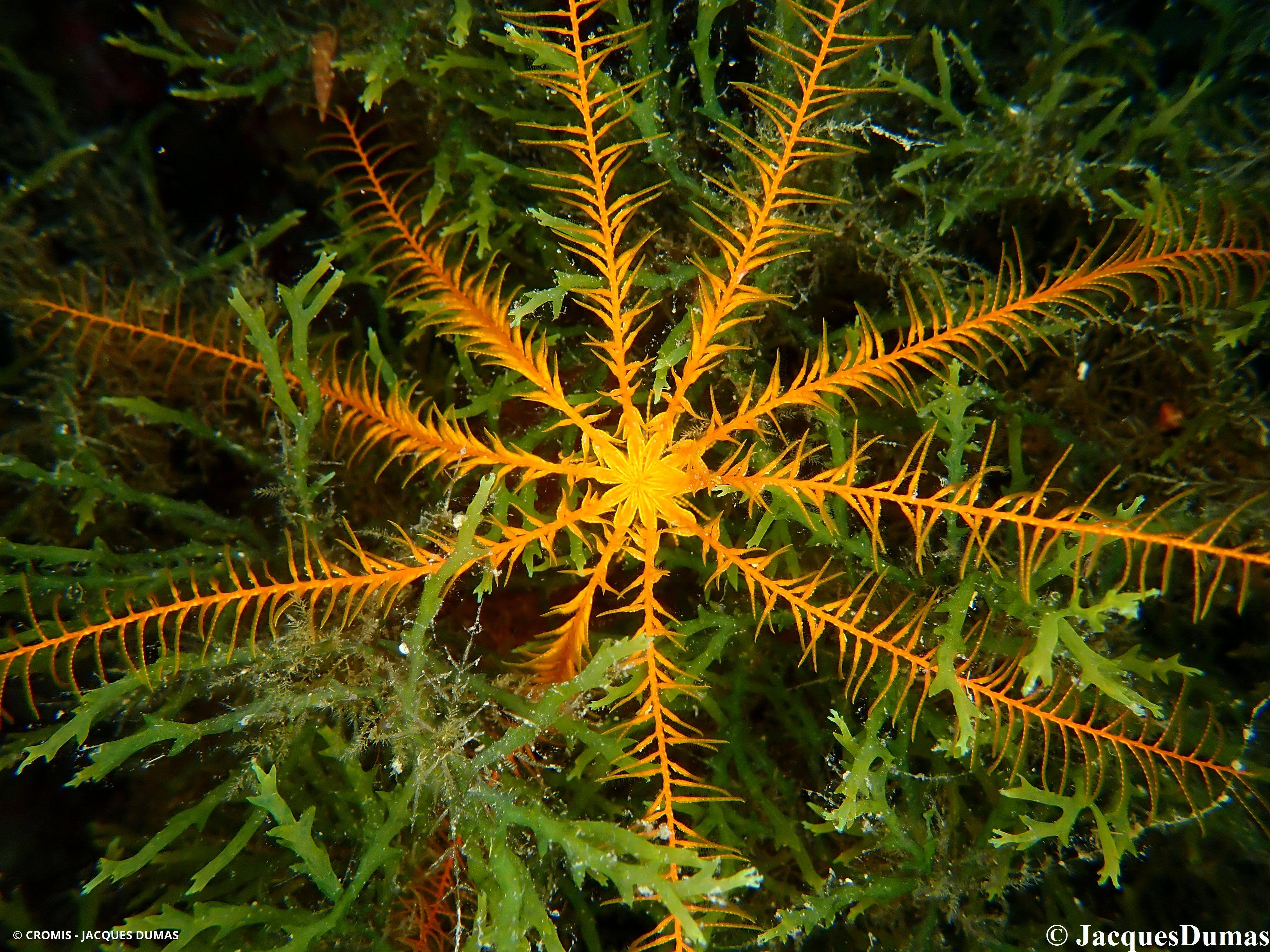 Comatule de Méditerranée