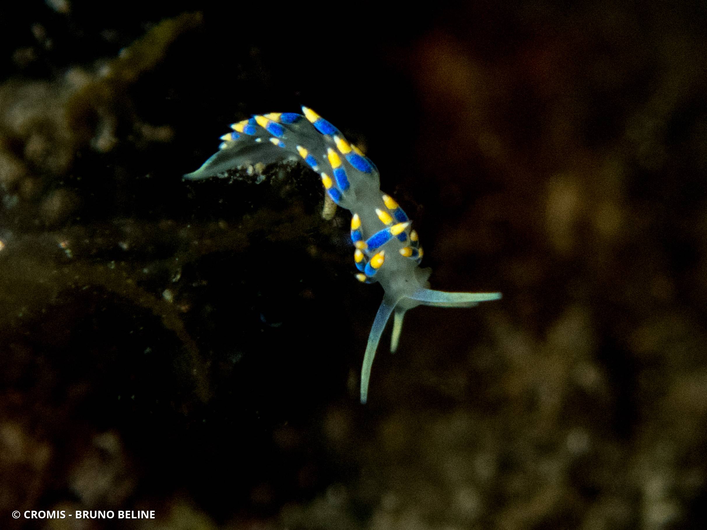 Cuthona bleue