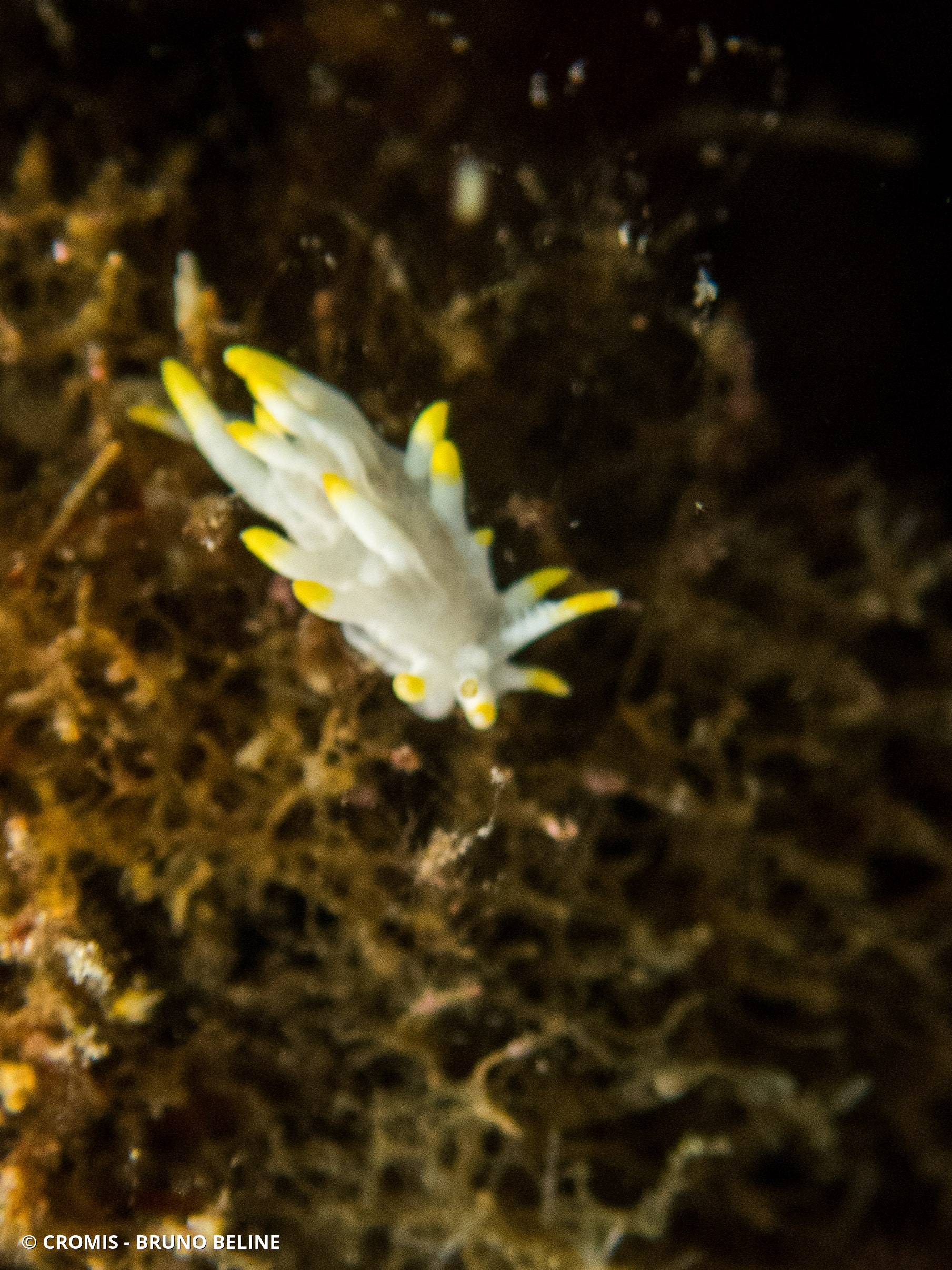 Petite doris de Pico