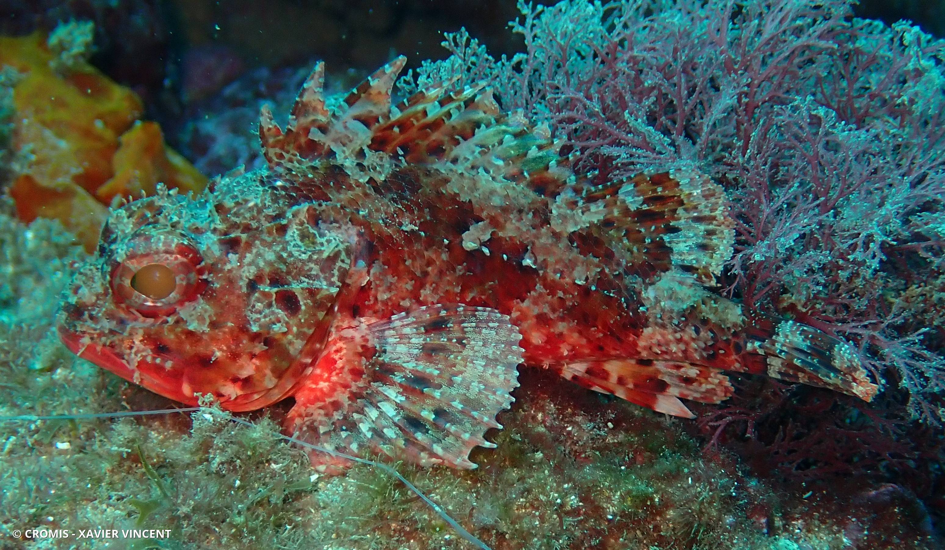 Petite rascasse rouge