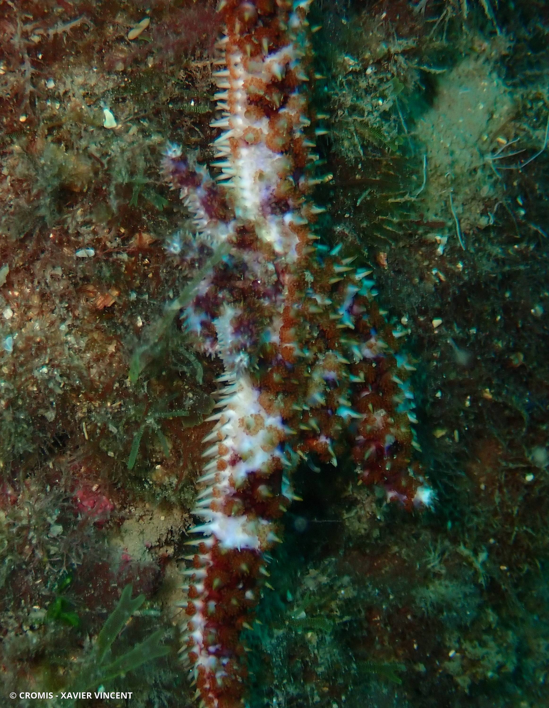 Etoile de mer épineuse