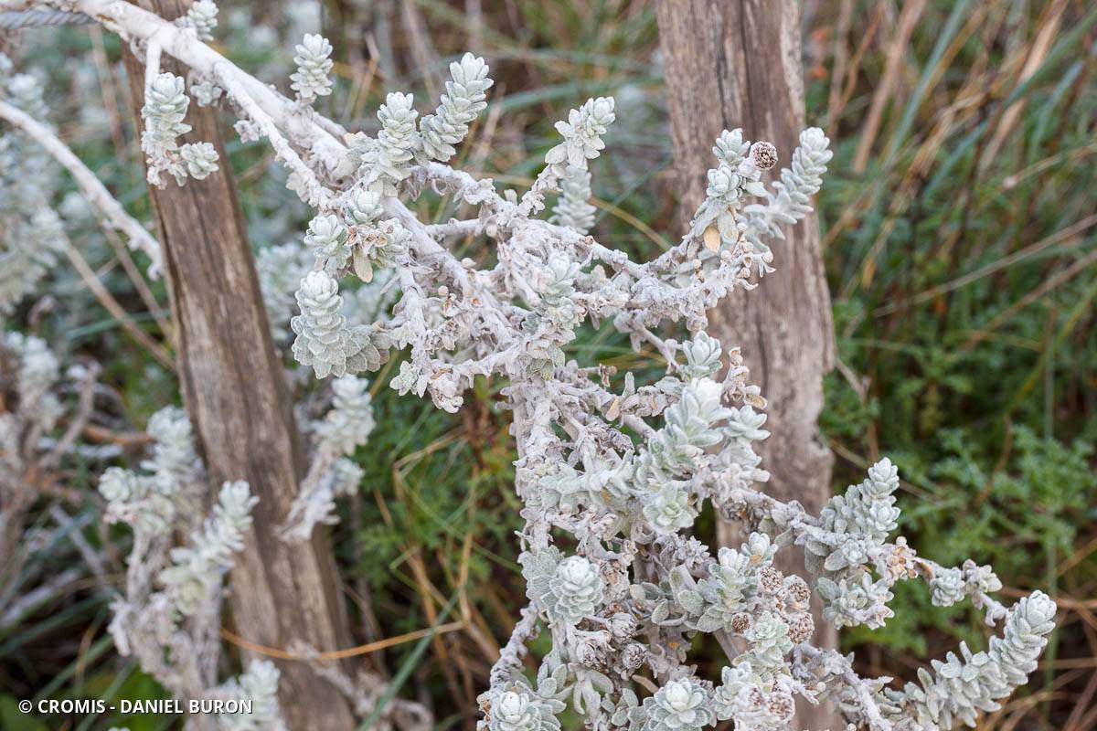 Diotis blanc